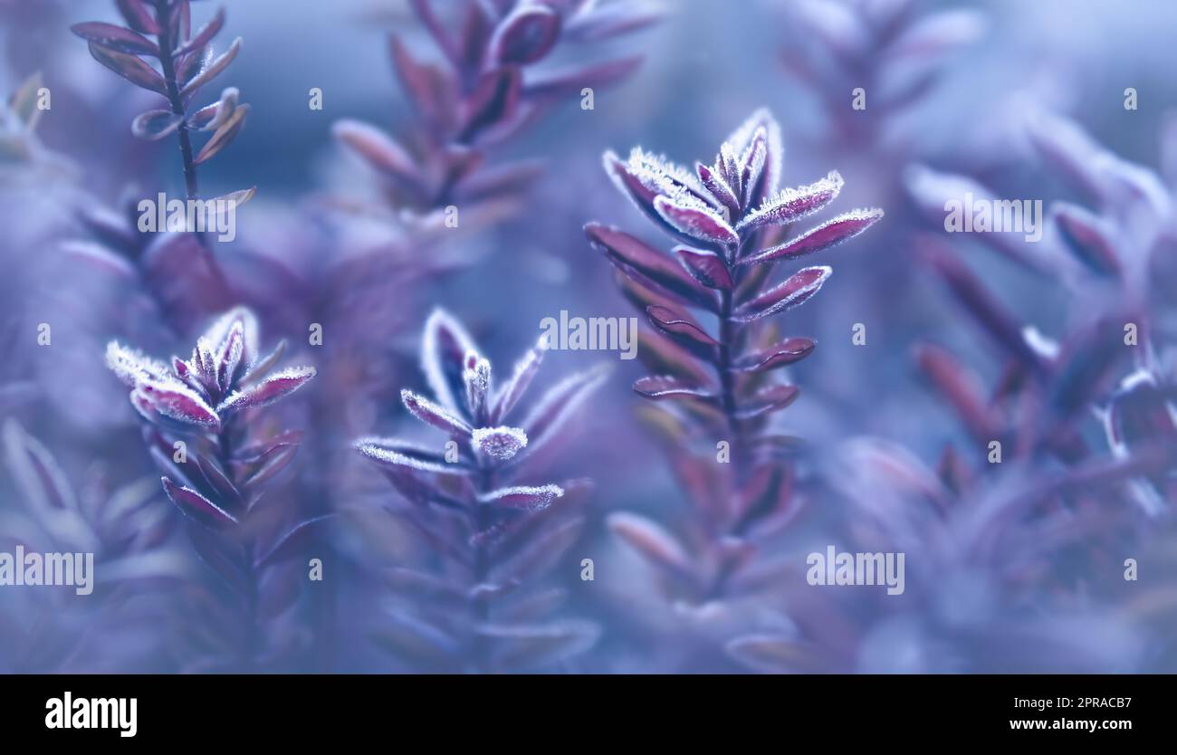 Una pianta con gelo sulle foglie in inverno, soffice fondo color pastello-blu, atmosfera da sogno da favola Foto Stock