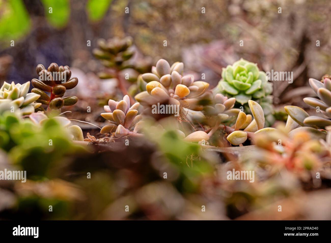 Varietà di cactus colorati e piante succulente che crescono sotto illuminazione artificiale. Foto Stock