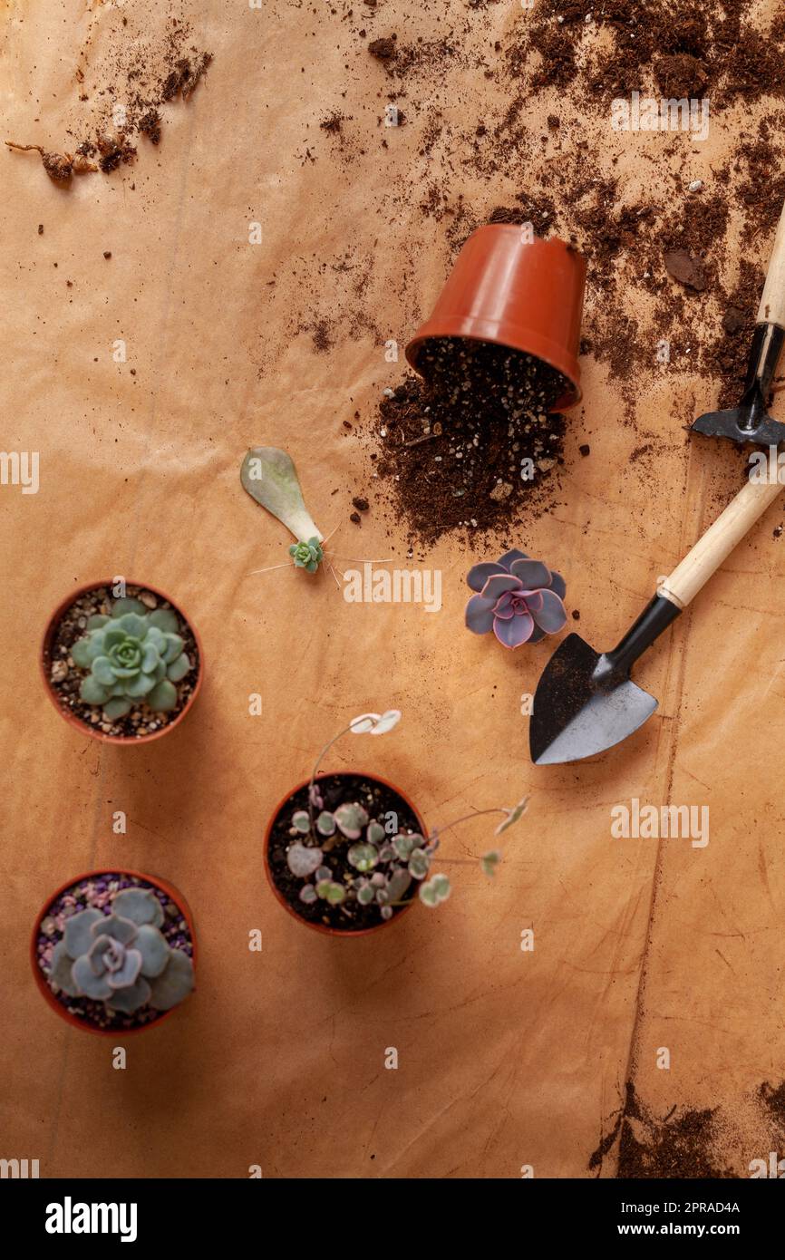 Concetto di giardino domestico. Preparazione delle piante domestiche per il trapianto. Foto Stock