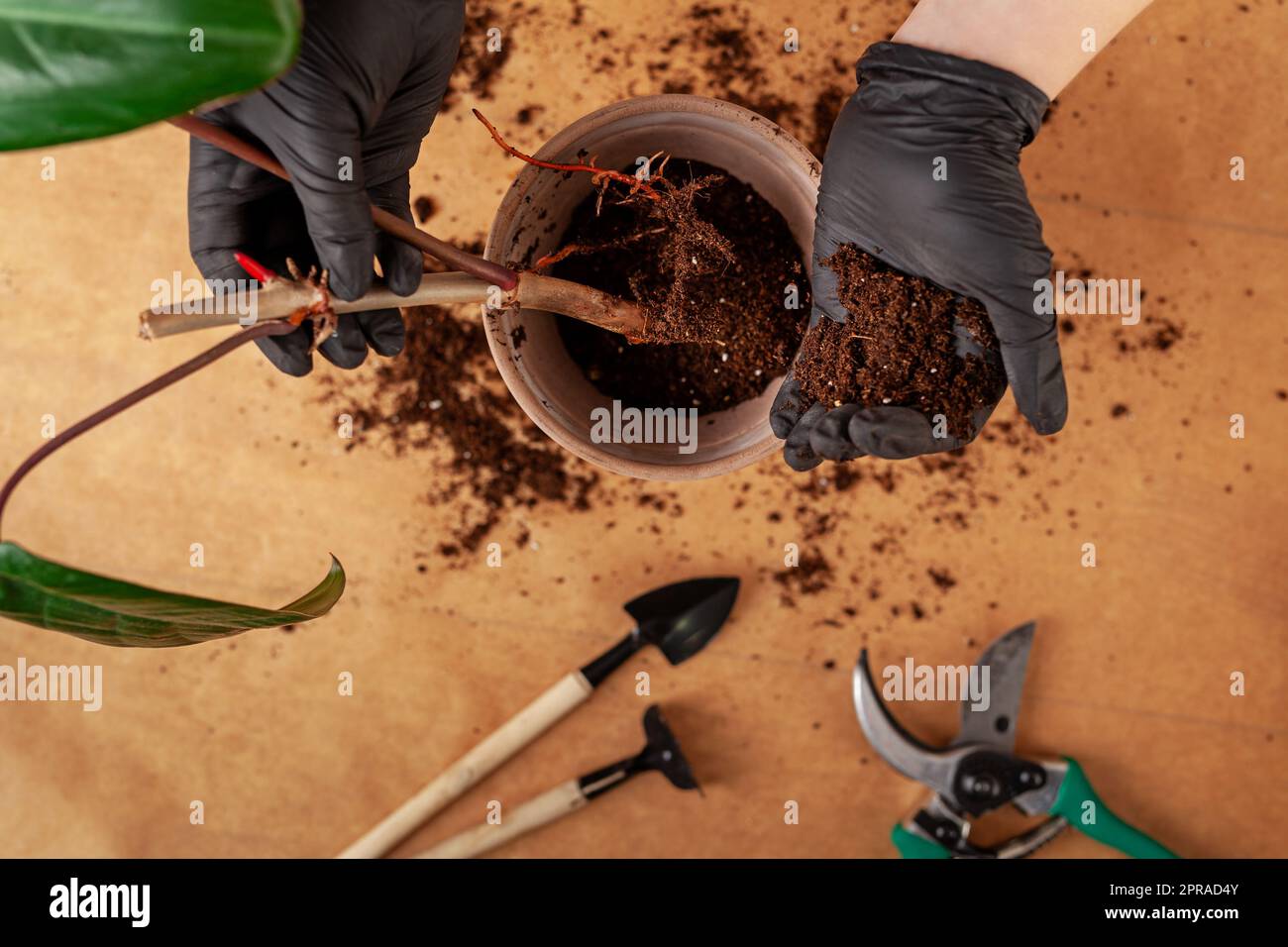 Concetto di giardino domestico. Preparazione delle piante domestiche per il trapianto. Foto Stock