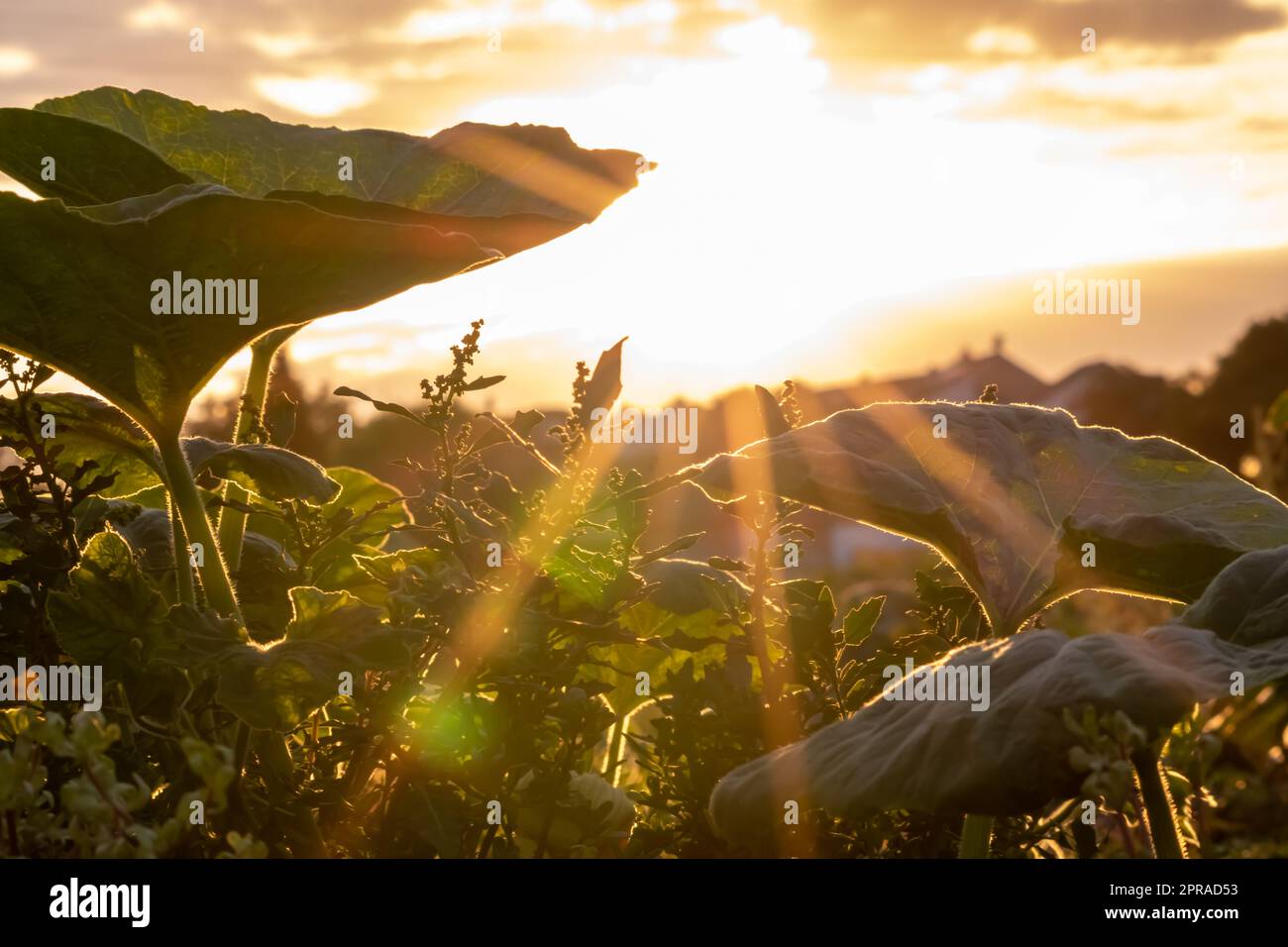 I campi di zucca biologici maturano su terreni agricoli biologici con vista dal basso angolo al tramonto mostrano una piantagione idilliaca per coltivare zucche per ringraziamento agricoltura sana con foglie verdi retroilluminate Foto Stock