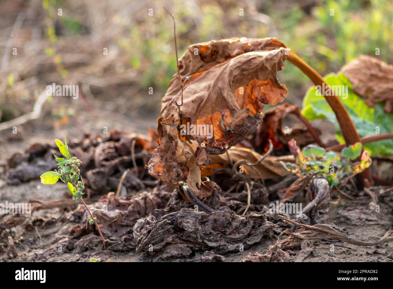 Il campo di rabarbaro secco con foglie di rabarbaro bruno su terreni agricoli asciutti mostra il riscaldamento globale e il periodo di calore estremo causa carenza di colture e verdure appassite nessuna pioggia e carenza di acqua cambiamenti climatici Foto Stock