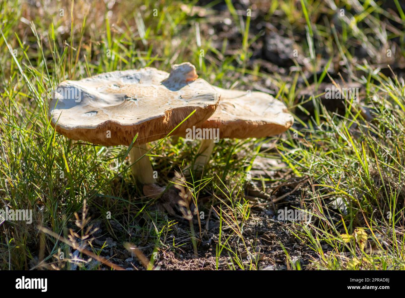 Grandi funghi in una foresta che si trova in autunno durante il tour dei funghi, con fogliame marrone retroilluminato a terra nella stagione dei funghi, come delizioso ma forse velenoso e pericoloso frutto della foresta Foto Stock