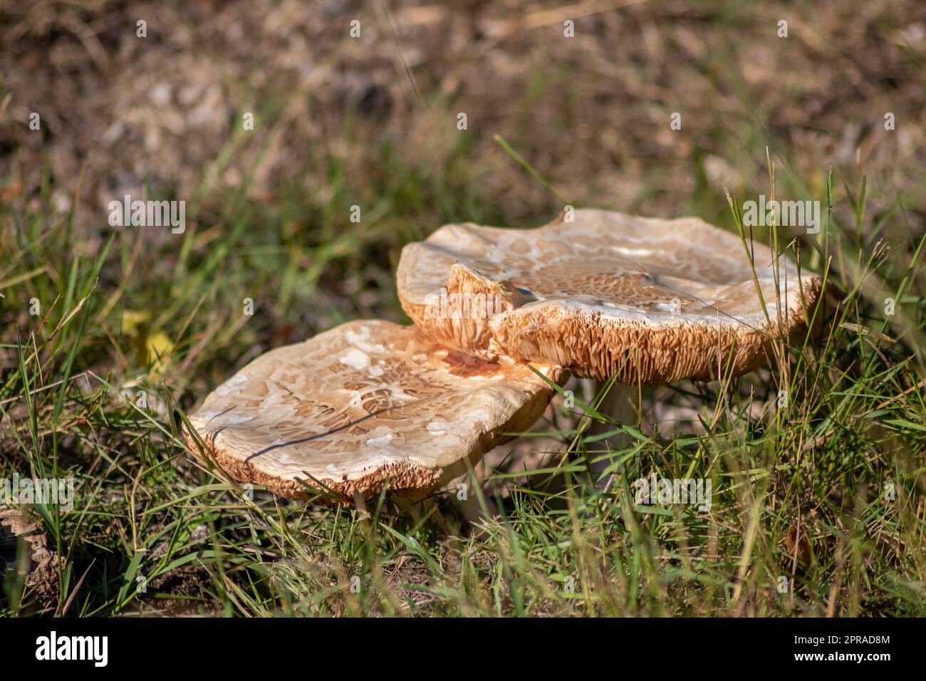 Grandi funghi in una foresta che si trova in autunno durante il tour dei funghi, con fogliame marrone retroilluminato a terra nella stagione dei funghi, come delizioso ma forse velenoso e pericoloso frutto della foresta Foto Stock