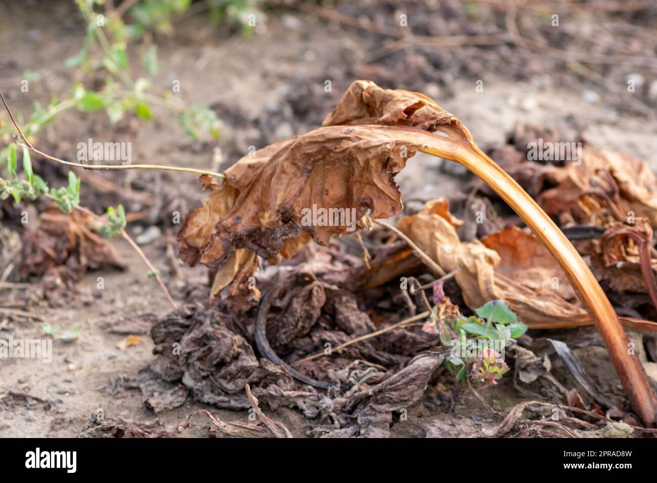 Il campo di rabarbaro secco con foglie di rabarbaro bruno su terreni agricoli asciutti mostra il riscaldamento globale e il periodo di calore estremo causa carenza di colture e verdure appassite nessuna pioggia e carenza di acqua cambiamenti climatici Foto Stock