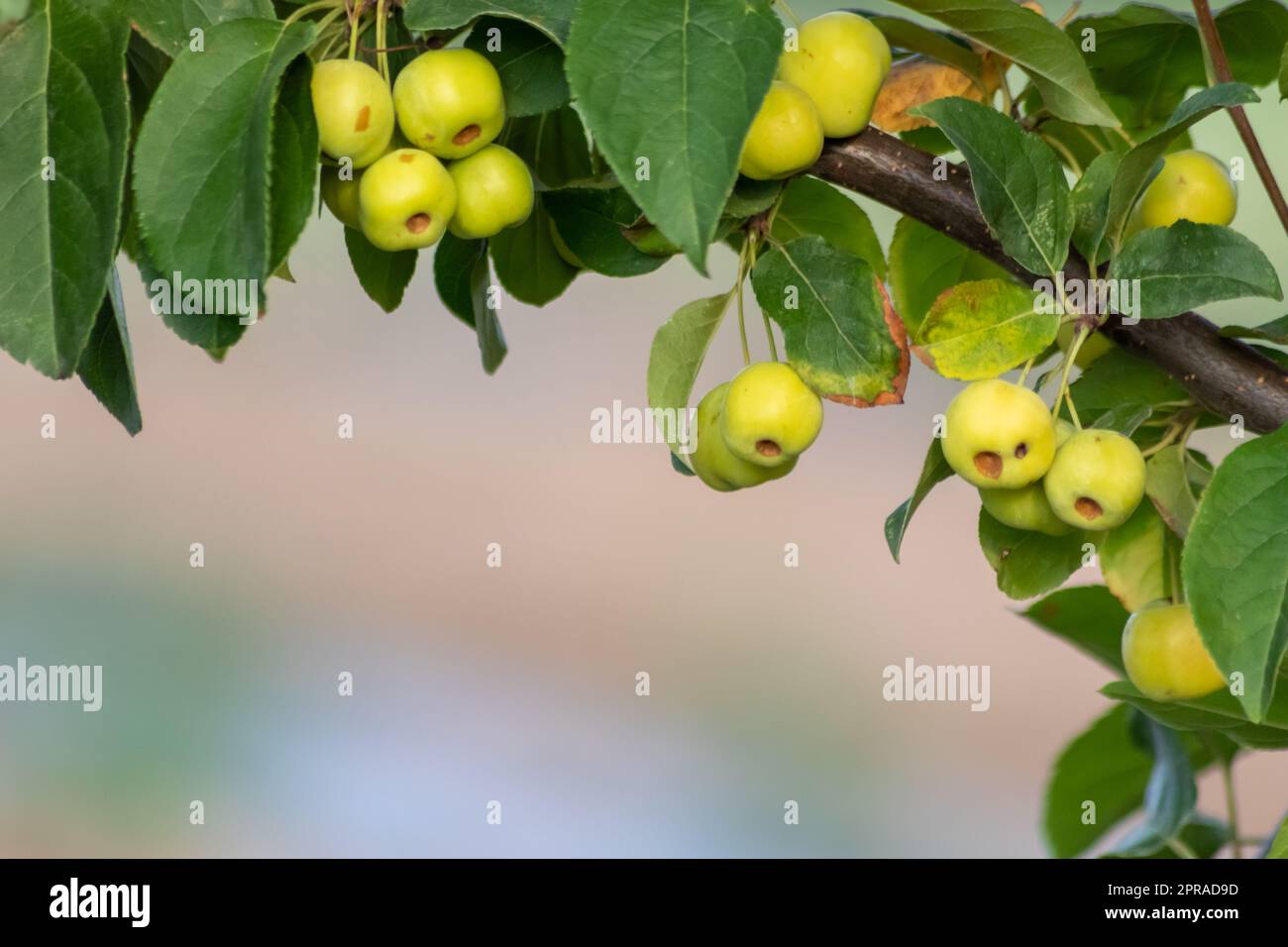 Ciliegio verde non maturo che matura al tramonto in estate in un idillio da giardinaggio biologico con ciliegie verdi con sfondo sfocato e spazio copia per una raccolta sana di cibo che cresce negli alberi coltivati Foto Stock