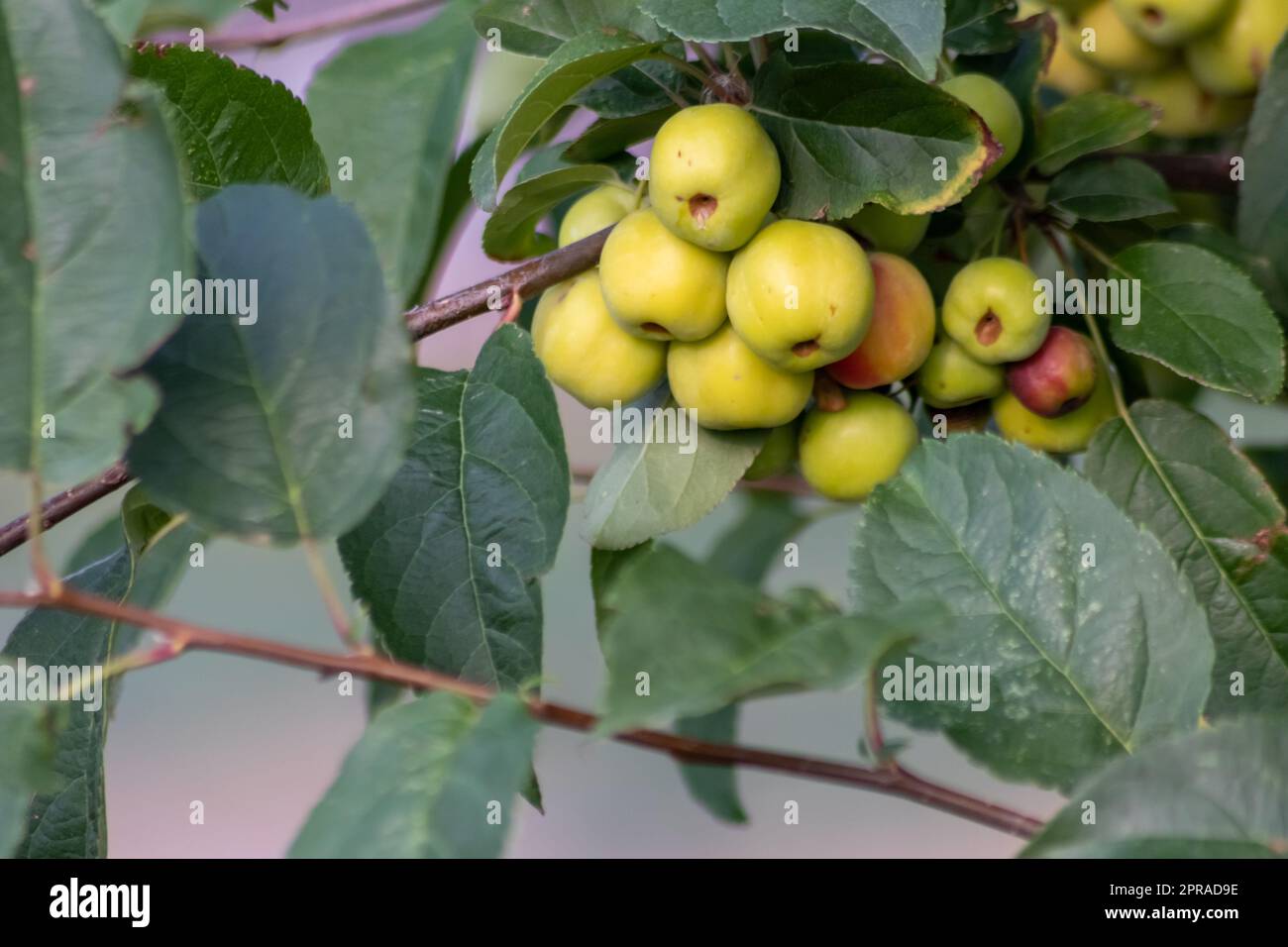 Ciliegio verde non maturo che matura al tramonto in estate in un idillio da giardinaggio biologico con ciliegie verdi con sfondo sfocato e spazio copia per una raccolta sana di cibo che cresce negli alberi coltivati Foto Stock