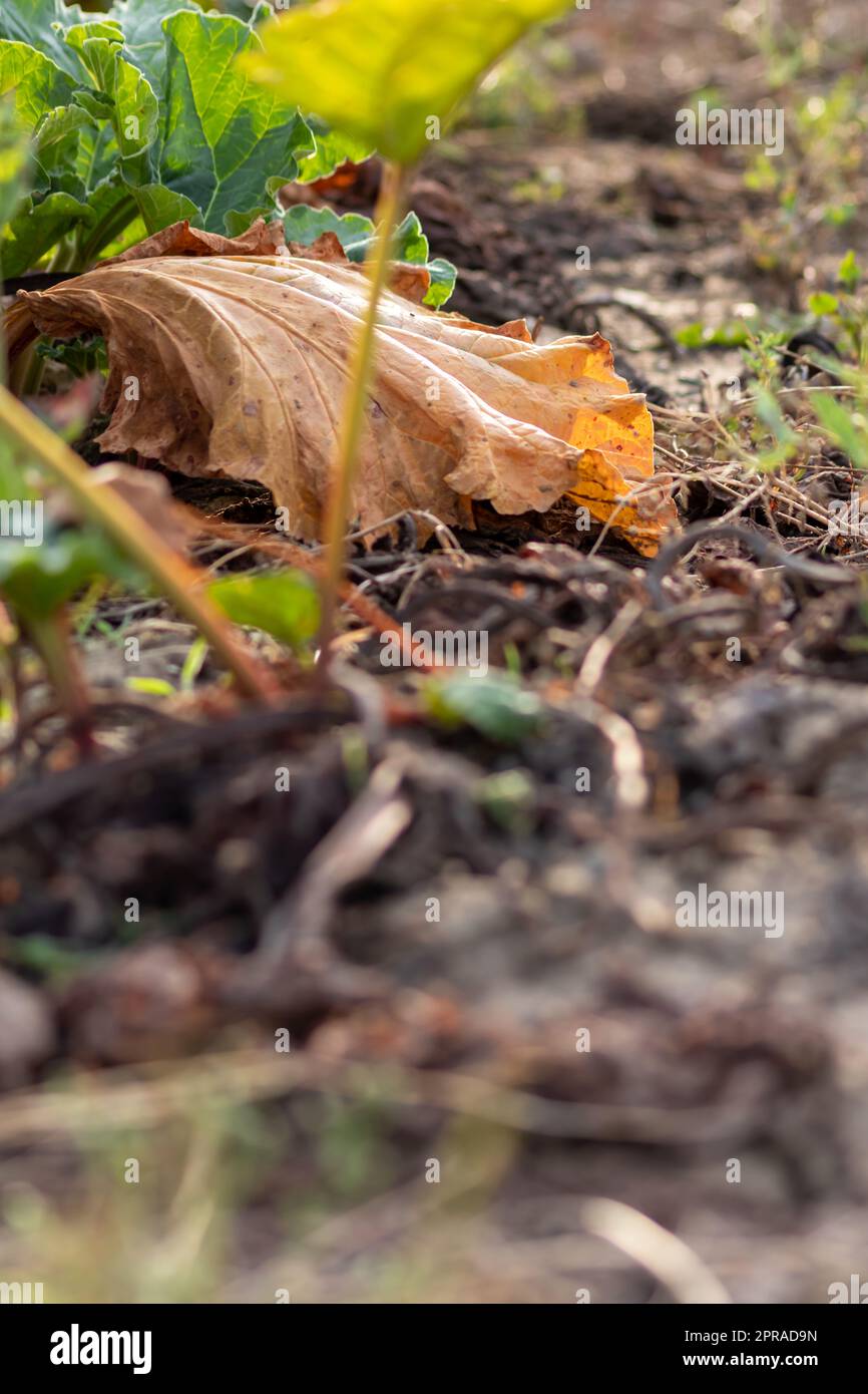 Il campo di rabarbaro secco con foglie di rabarbaro bruno su terreni agricoli asciutti mostra il riscaldamento globale e il periodo di calore estremo causa carenza di colture e verdure appassite nessuna pioggia e carenza di acqua cambiamenti climatici Foto Stock