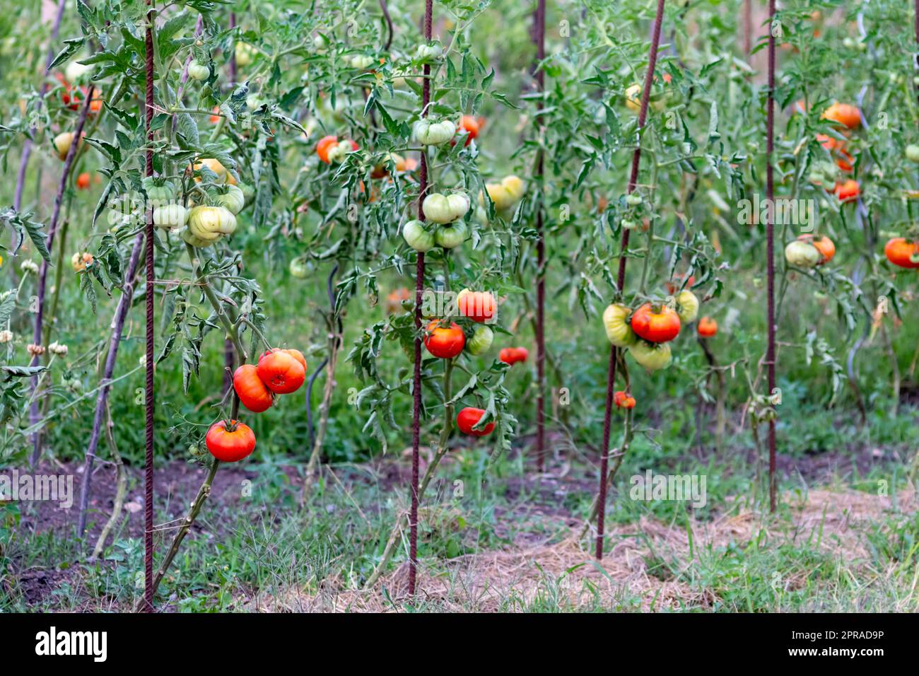 Pomodori ciliegini coltivati a casa e maturati e appesi nell'orto come cibo biologico e verdure biologiche per una nutrizione sana senza pesticidi per vegetariani e vegani coltivati Foto Stock