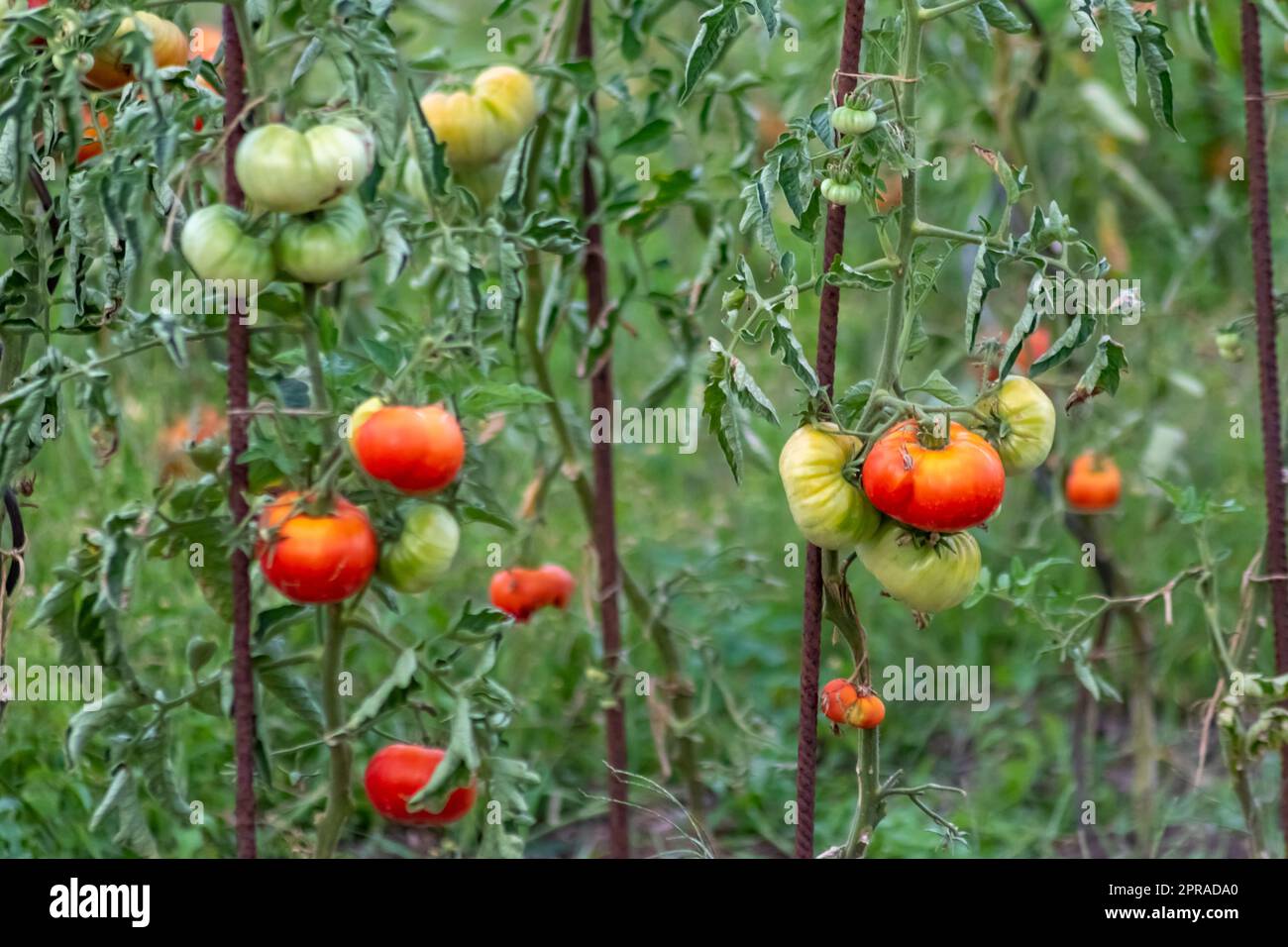 Pomodori ciliegini coltivati a casa e maturati e appesi nell'orto come cibo biologico e verdure biologiche per una nutrizione sana senza pesticidi per vegetariani e vegani coltivati Foto Stock