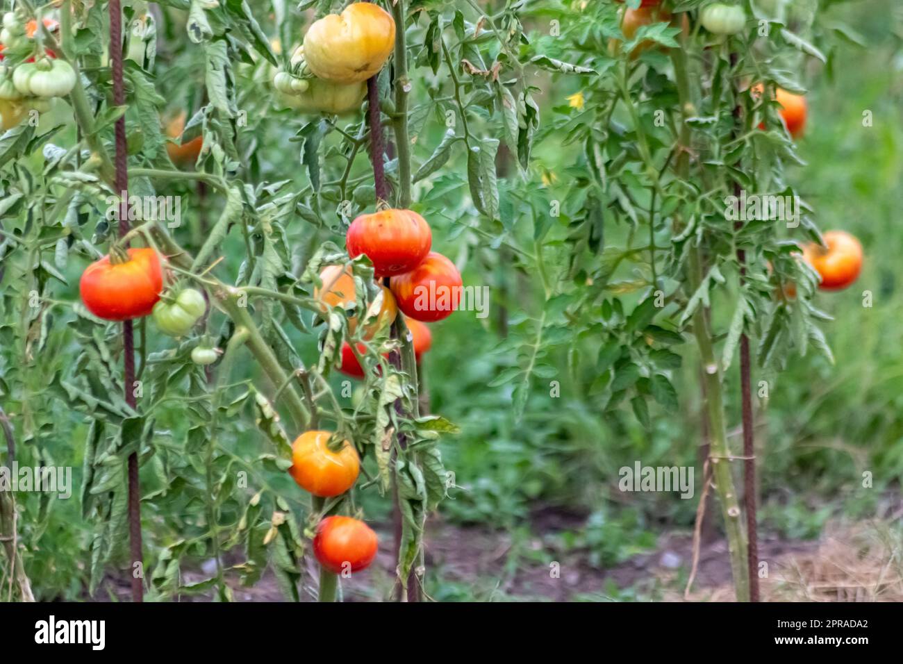 Pomodori ciliegini coltivati a casa e maturati e appesi nell'orto come cibo biologico e verdure biologiche per una nutrizione sana senza pesticidi per vegetariani e vegani coltivati Foto Stock