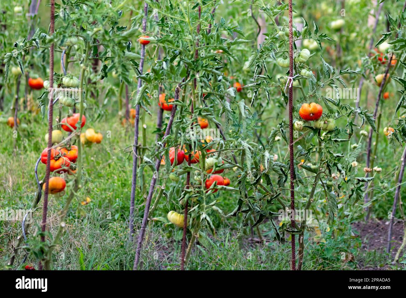 Pomodori ciliegini coltivati a casa e maturati e appesi nell'orto come cibo biologico e verdure biologiche per una nutrizione sana senza pesticidi per vegetariani e vegani coltivati Foto Stock