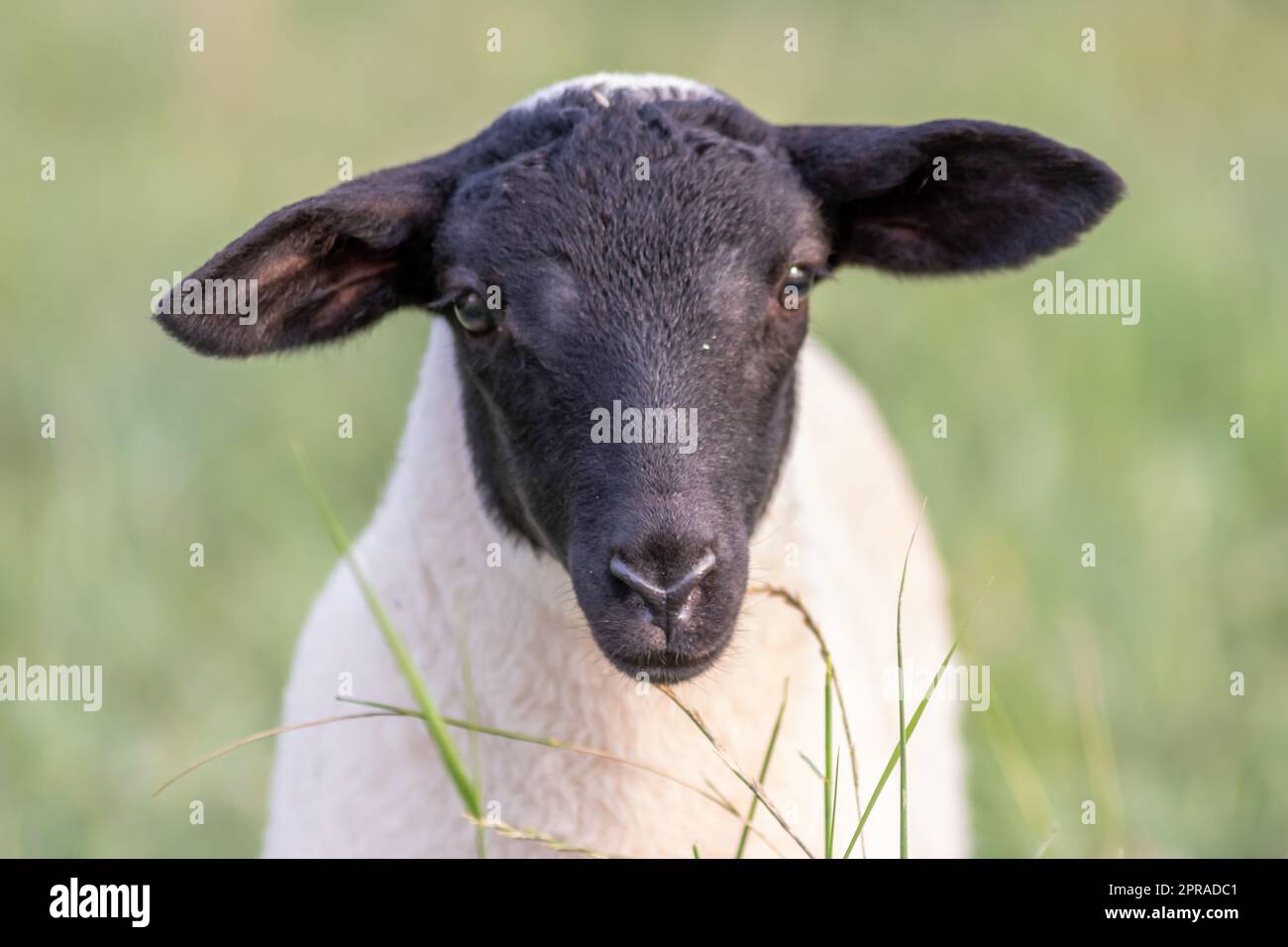 Piccolo agnello con testa nera e attenta pecora madre che si prende cura delle pecore al pascolo in agricoltura biologica con mandrie di pecore rilassate in erba verde come gestione agricola in campagna idilliaca Foto Stock
