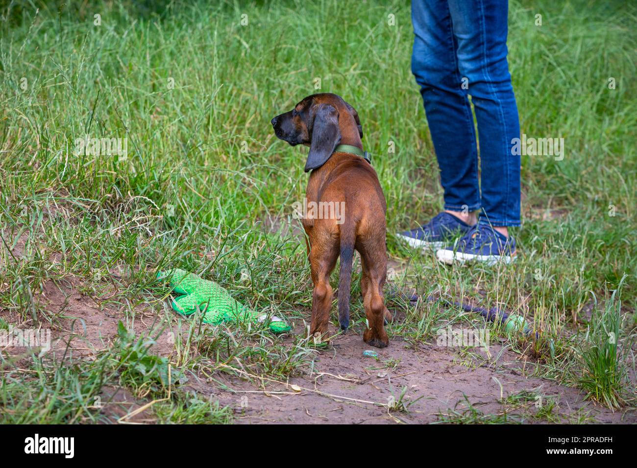 gambe e un simpatico cucciolo di sangue Foto Stock