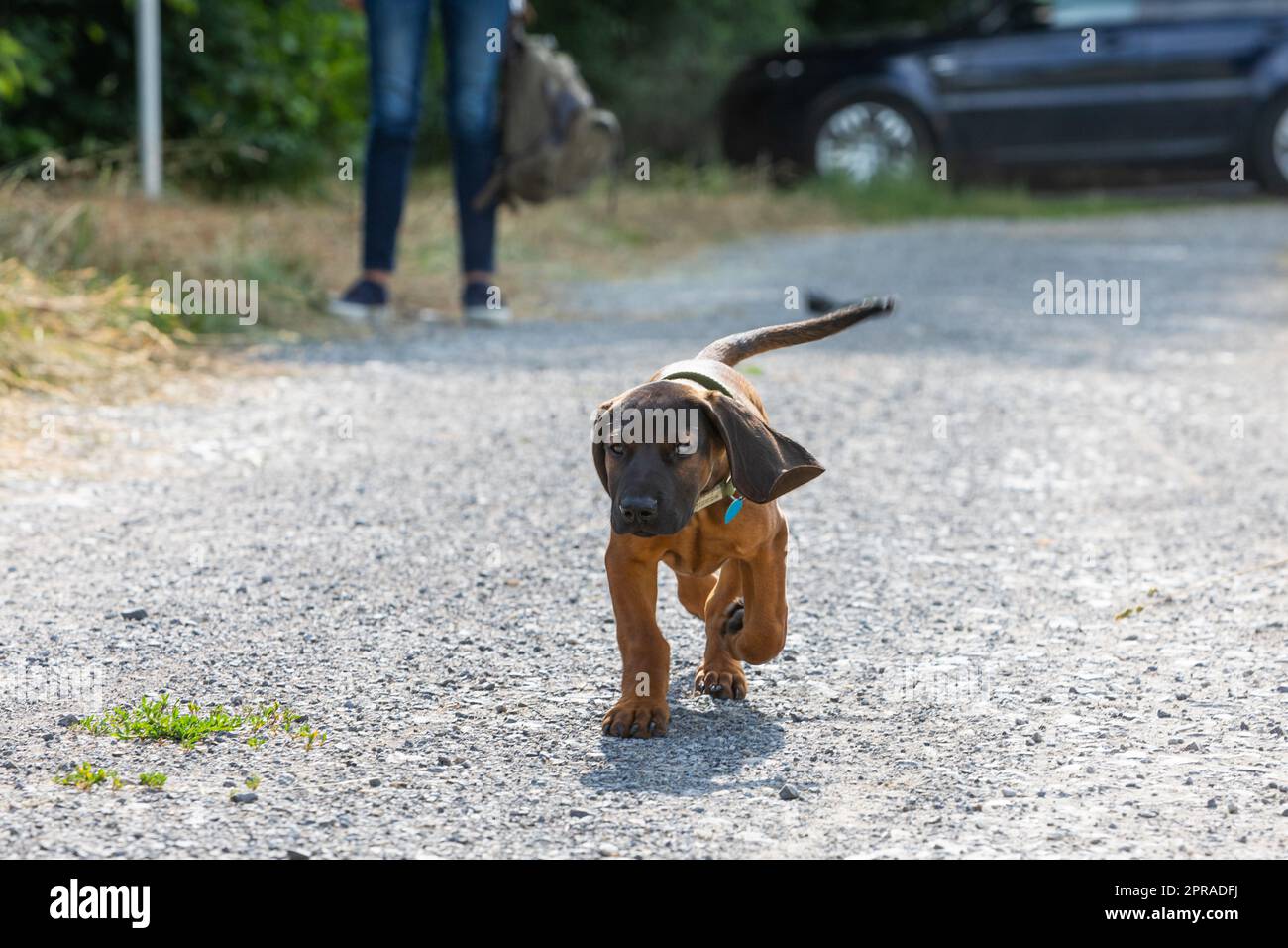 cane sniffer cucciolo su una strada ghiaiosa Foto Stock