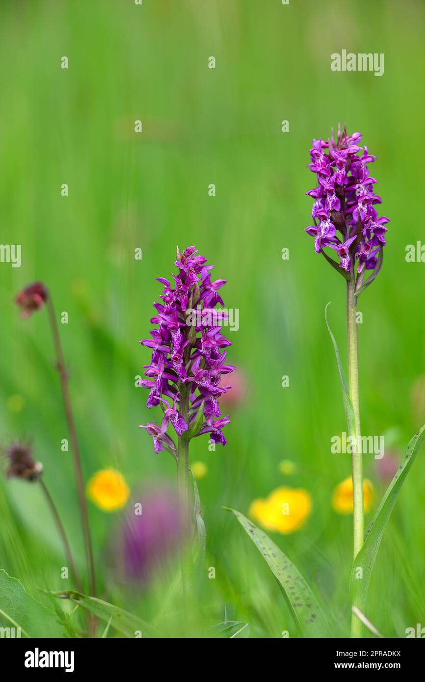 Orchidea palustre a foglie larghe Foto Stock