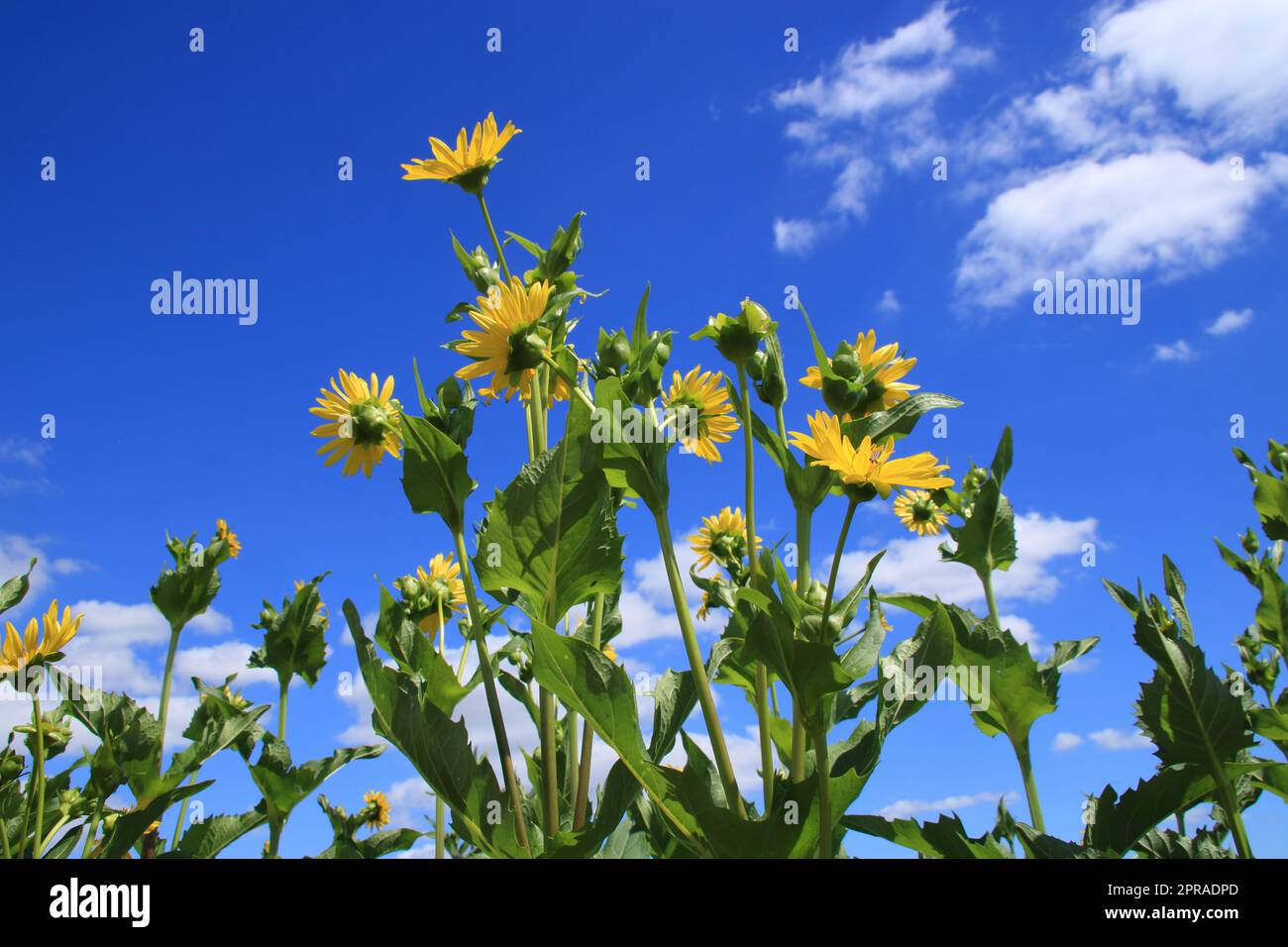 Fiore di Silfie puzzolente contro un cielo blu Foto Stock