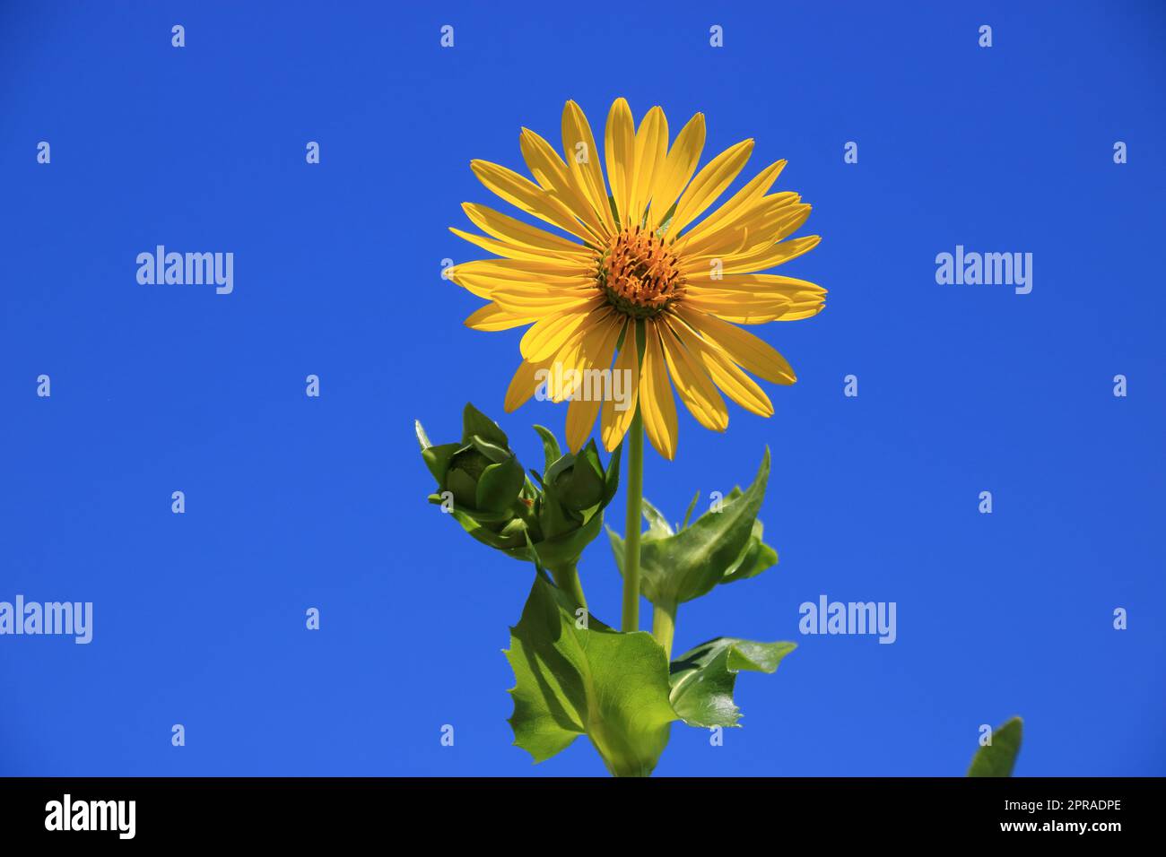 Fiore singolo di Silfie puzzolente contro un cielo blu Foto Stock