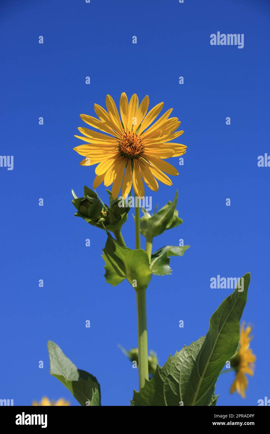 Fiore singolo di Silfie puzzolente contro un cielo blu Foto Stock