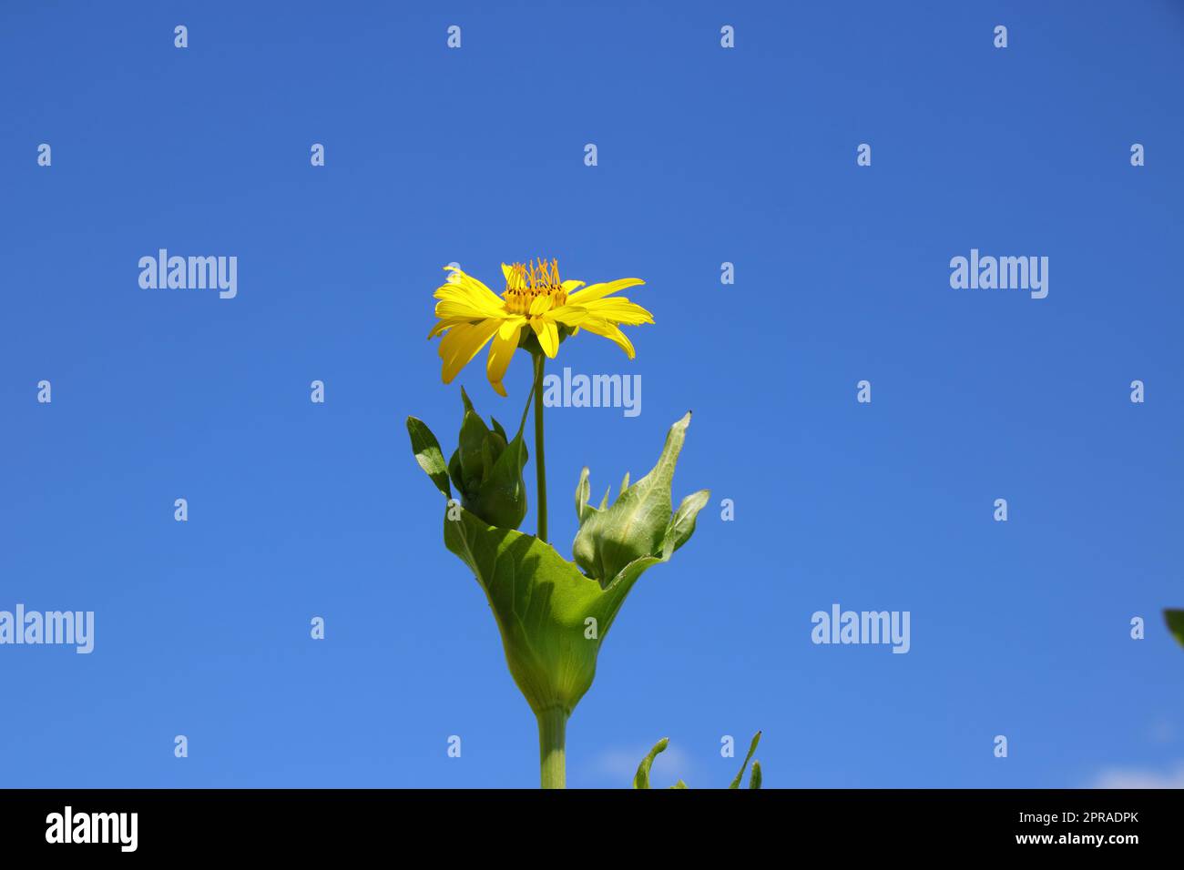 Fiore singolo di Silfie puzzolente contro un cielo blu Foto Stock