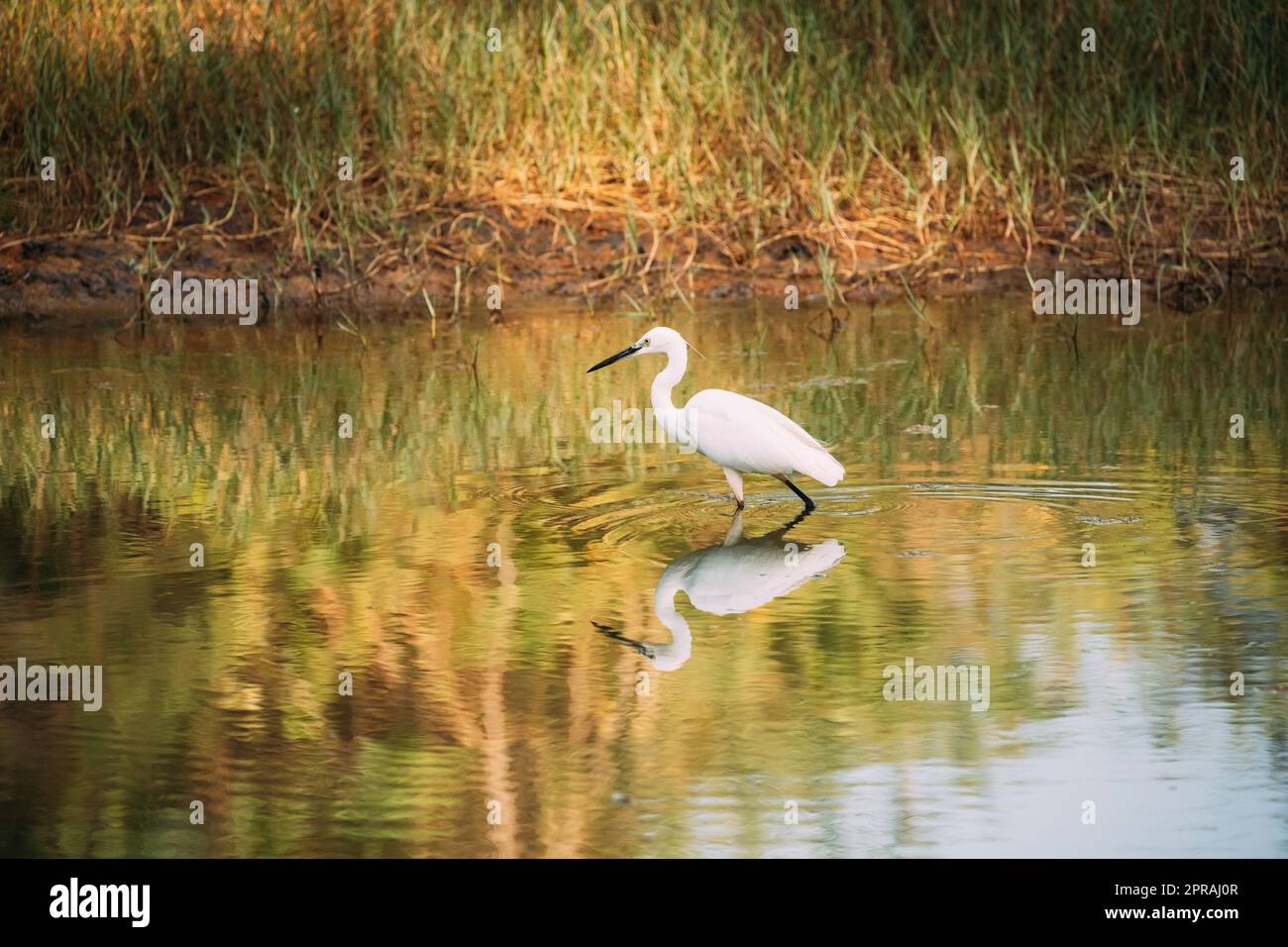 Goa, India. White Little Egret cattura pesce in River Pond Foto Stock