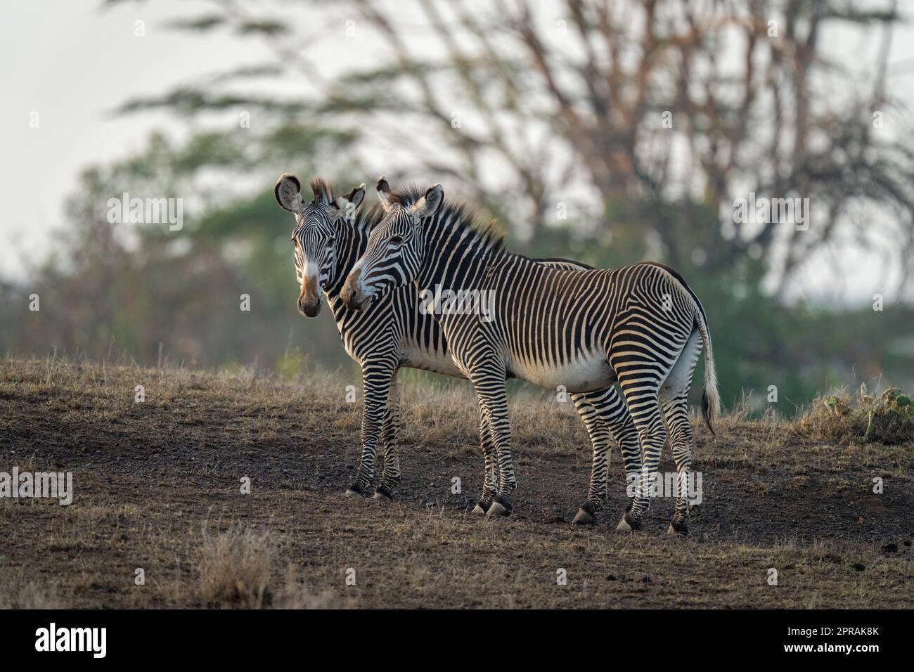 Due zebre di Grevy si trovano fianco a fianco sul pendio Foto Stock