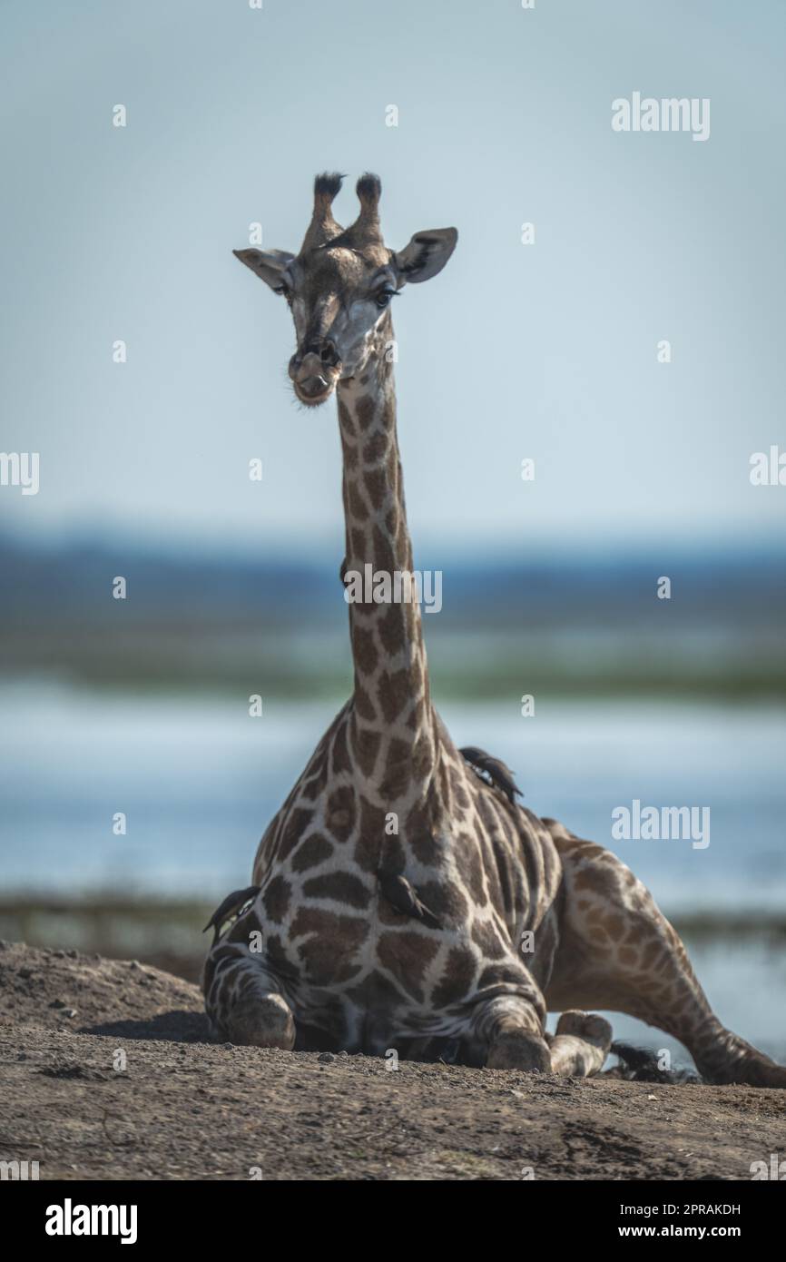 La giraffa meridionale si trova sulla macchina fotografica che si affaccia sulle rive del fiume Foto Stock