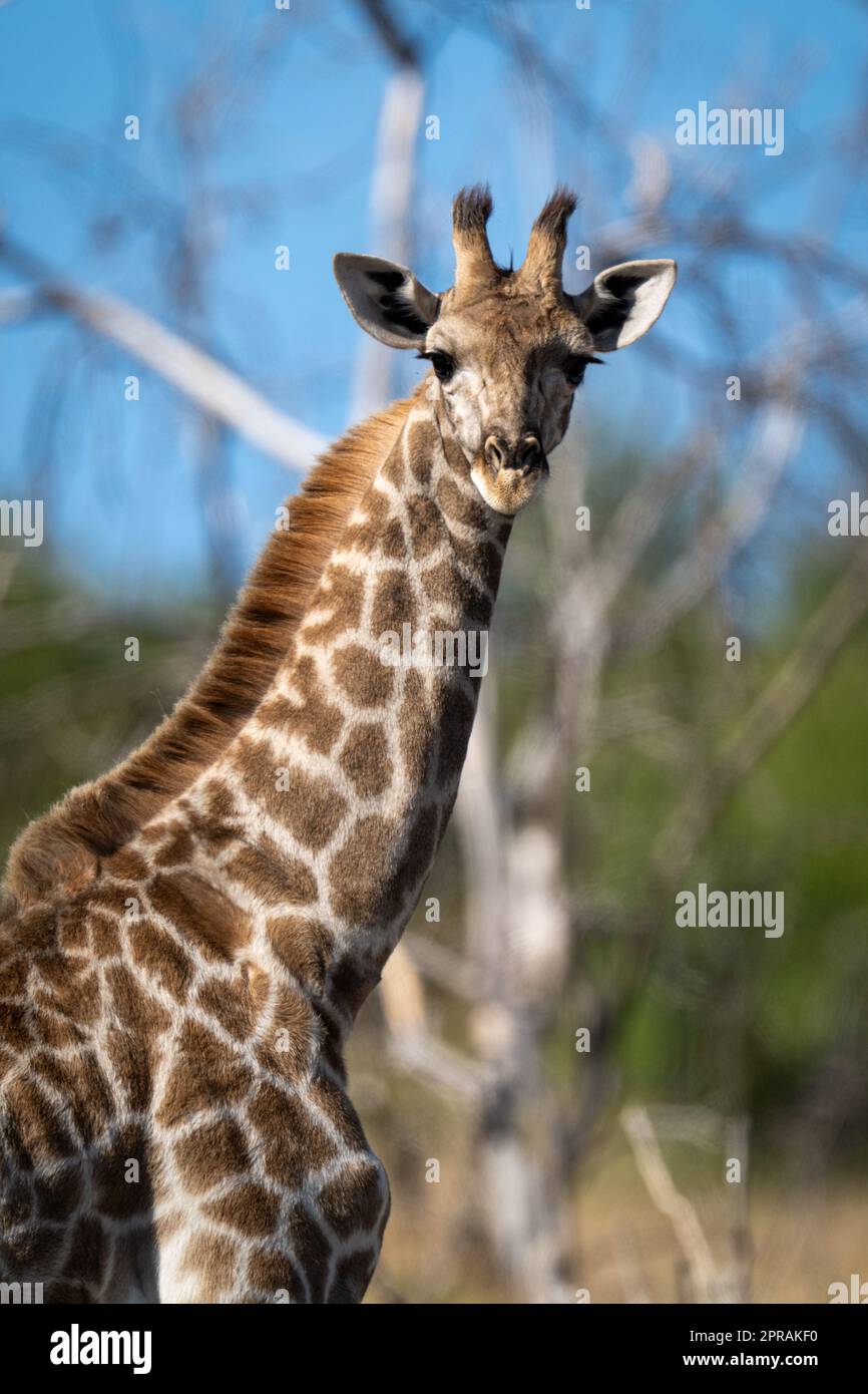 Primo piano della telecamera oculare in piedi per giraffa meridionale Foto Stock