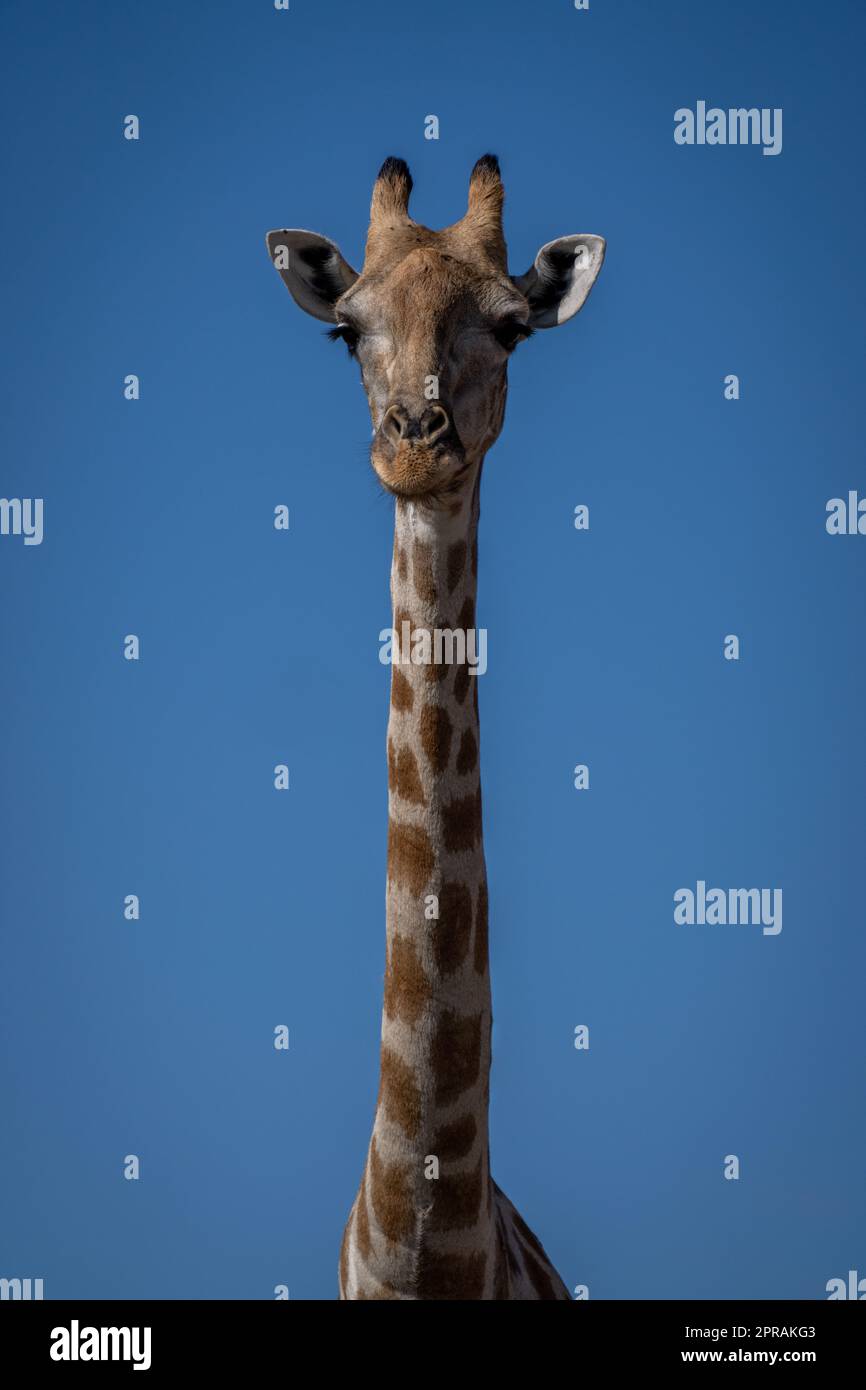 Primo piano di una telecamera per gli occhi femminile con giraffa meridionale Foto Stock