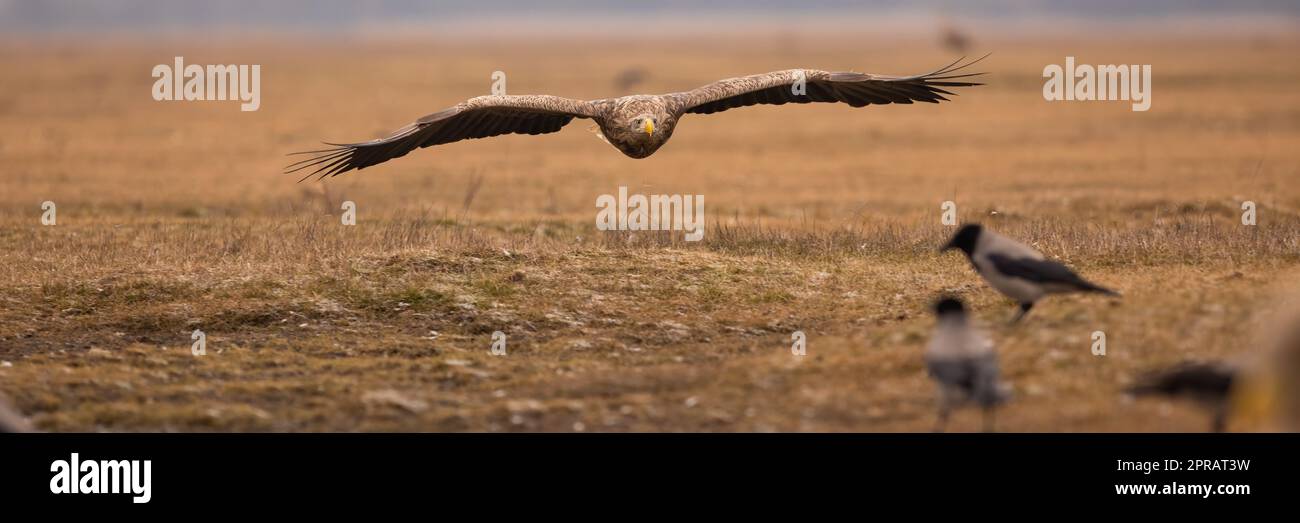 Aquila dalla coda bianca che atterra sulla steppa in autunno natura Foto Stock