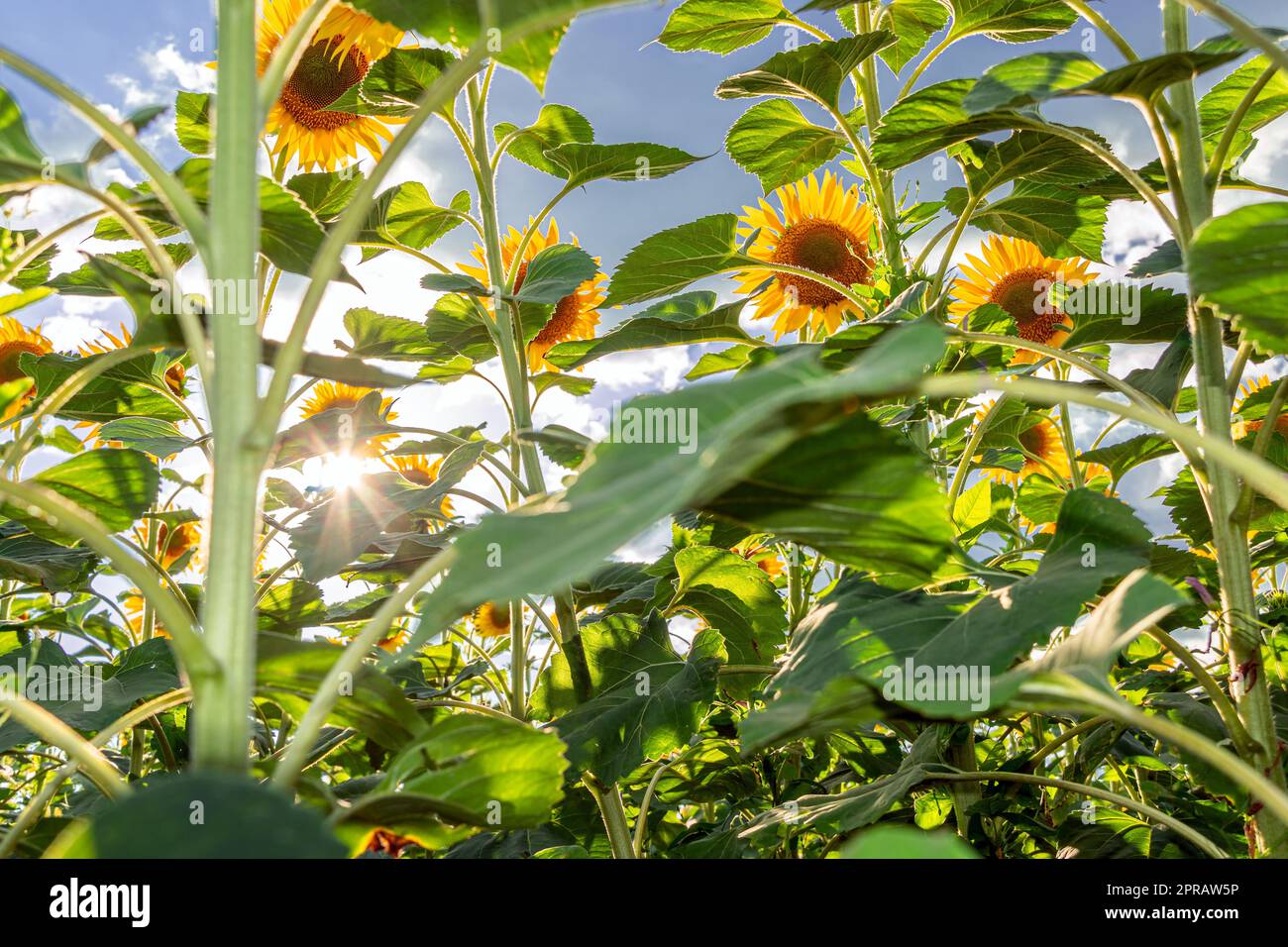 Una foto di una pubblicità per girasole e olio vegetale. Campi di girasole e prati. Sfondi e screensaver con grandi boccioli di girasole fioriti con i raggi del sole. Semi di girasole Foto Stock