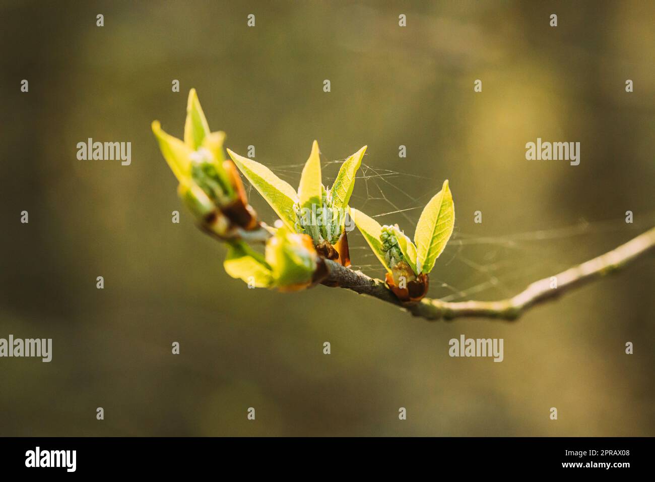 Foglie giovani di foglia verde di primavera che crescono nel ramo di albero di pianta di Bush di foresta. Giovane foglia su Boke Bokeh Natural Blur Foto Stock