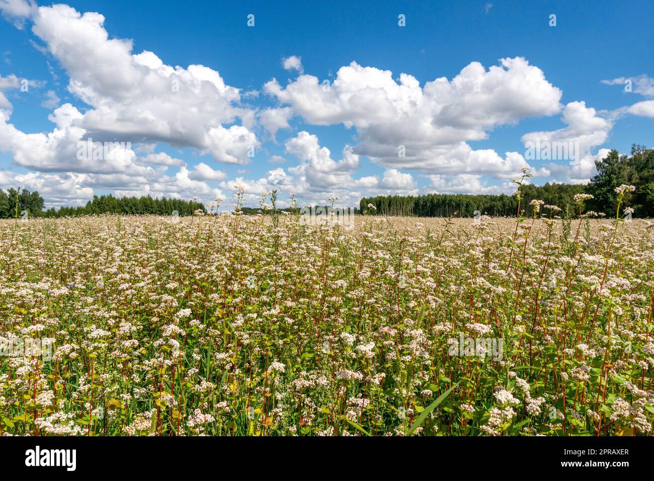 Terreno agricolo con grano saraceno a fiore bianco Foto Stock