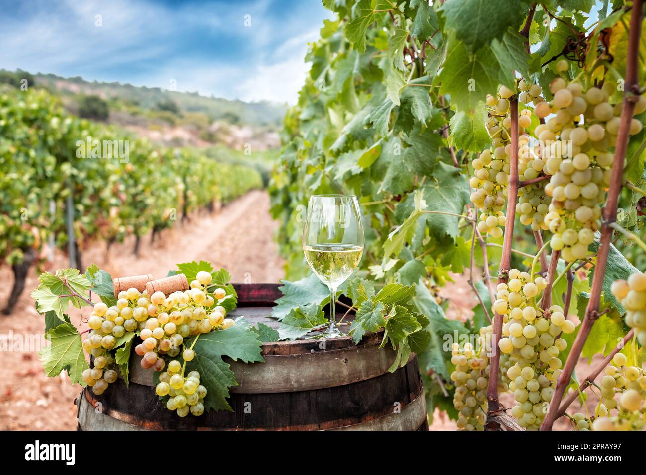 Calice di vino Vermentino in botte in un vigneto. Agricoltura. Foto Stock