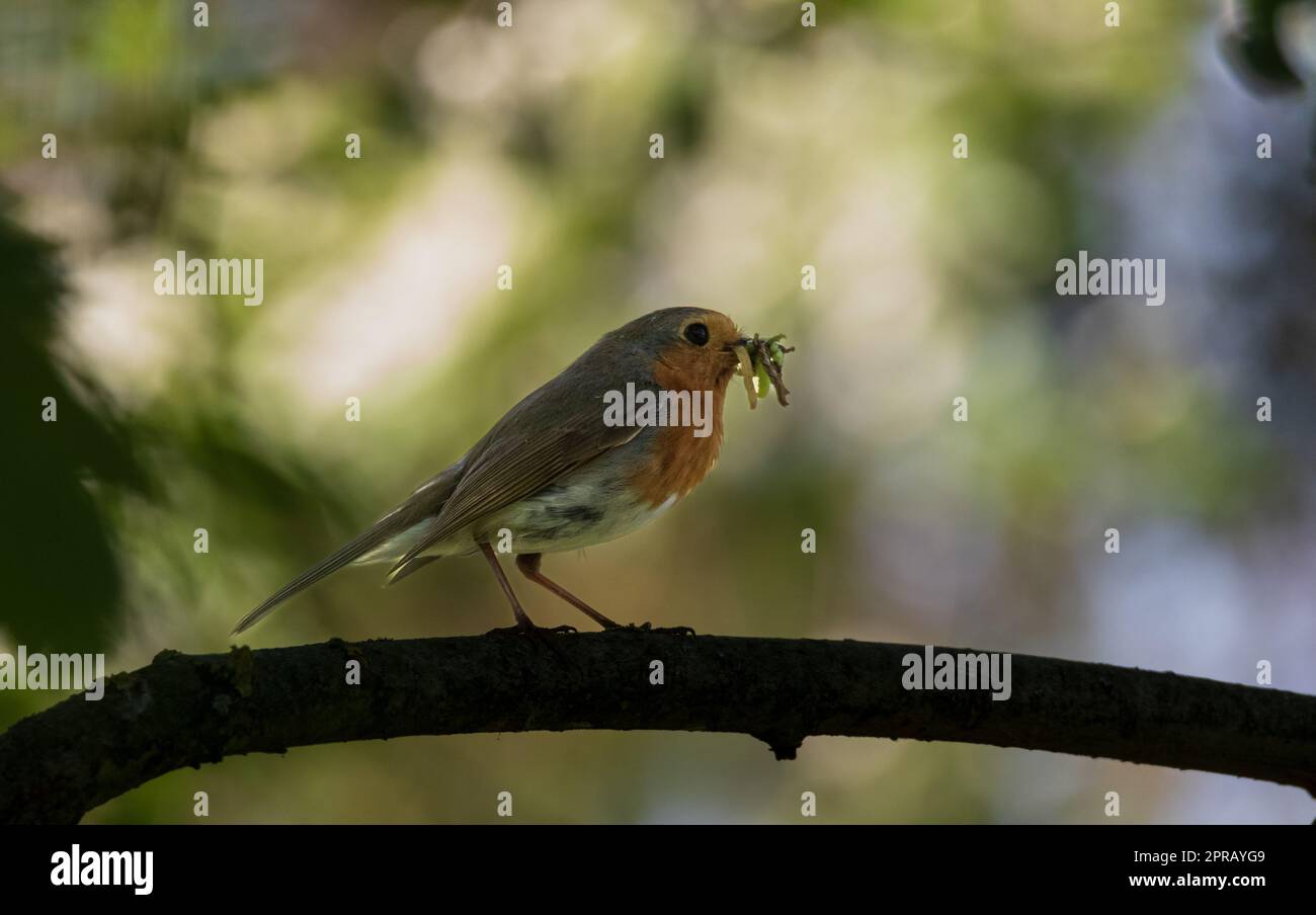 robin europeo (erithacus rubecula) con preda Foto Stock