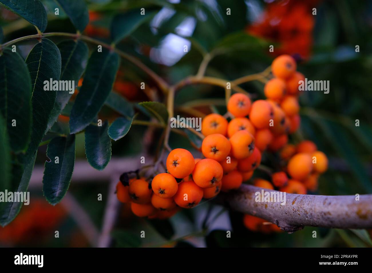 Grappolo di bacche di rowan maturate, bokeh naturale. Foto di alta qualità Foto Stock