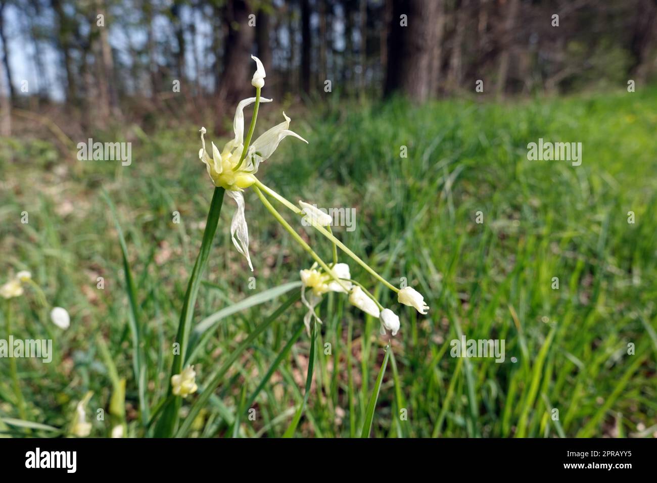 Seltsamer Lauch - Allium paradoxum, blühende Pflanze Foto Stock
