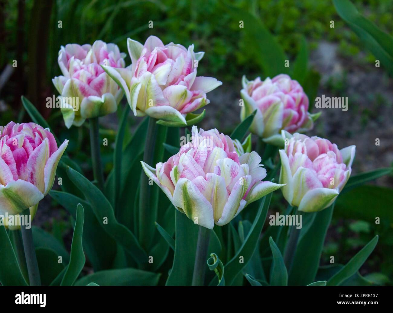 Tulipani Foxtrot fiorito in primavera. Tulipano rosa delicato con foglie verdi. Doppio tulipano rosa, fiorente nel giardino primaverile. Sfondo luminoso floreale Foto Stock