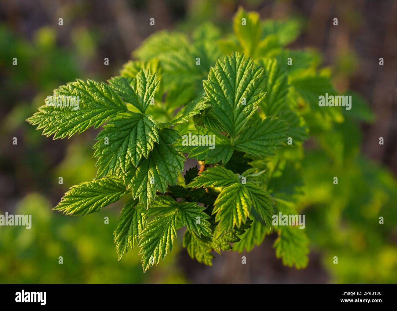 Primo piano di giovani foglie di lampone verde. Foglia di lampone verde coltivata in giardino primaverile. Sfondo naturale astratto. Foto Stock
