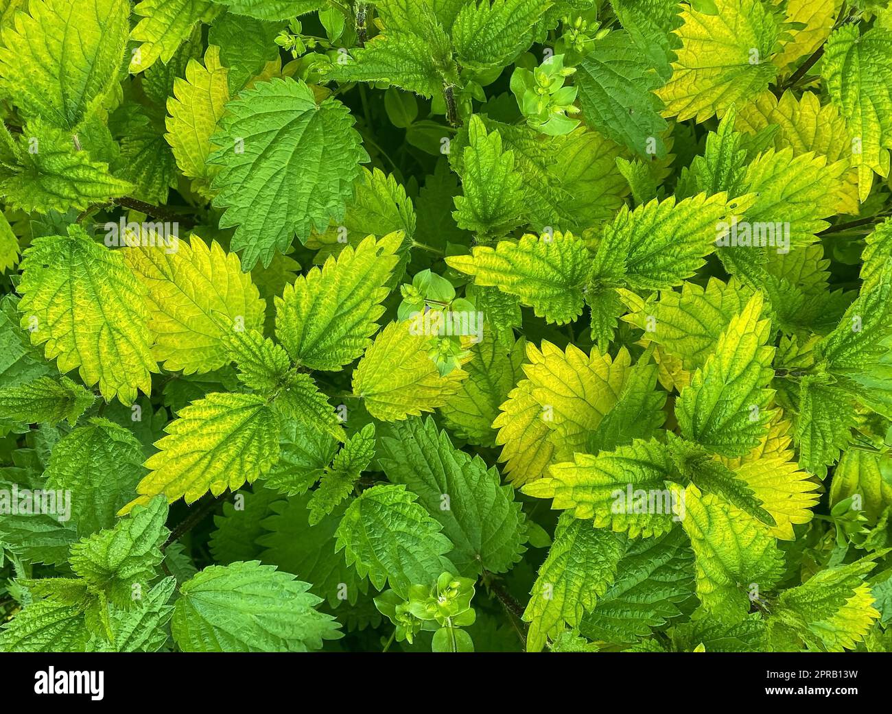 Fuoco selettivo delle foglie verdi e gialle di Urtica dioica (nota come ortica comune). L'ortica pungente è una pianta erbacea perenne fioritura nel Foto Stock