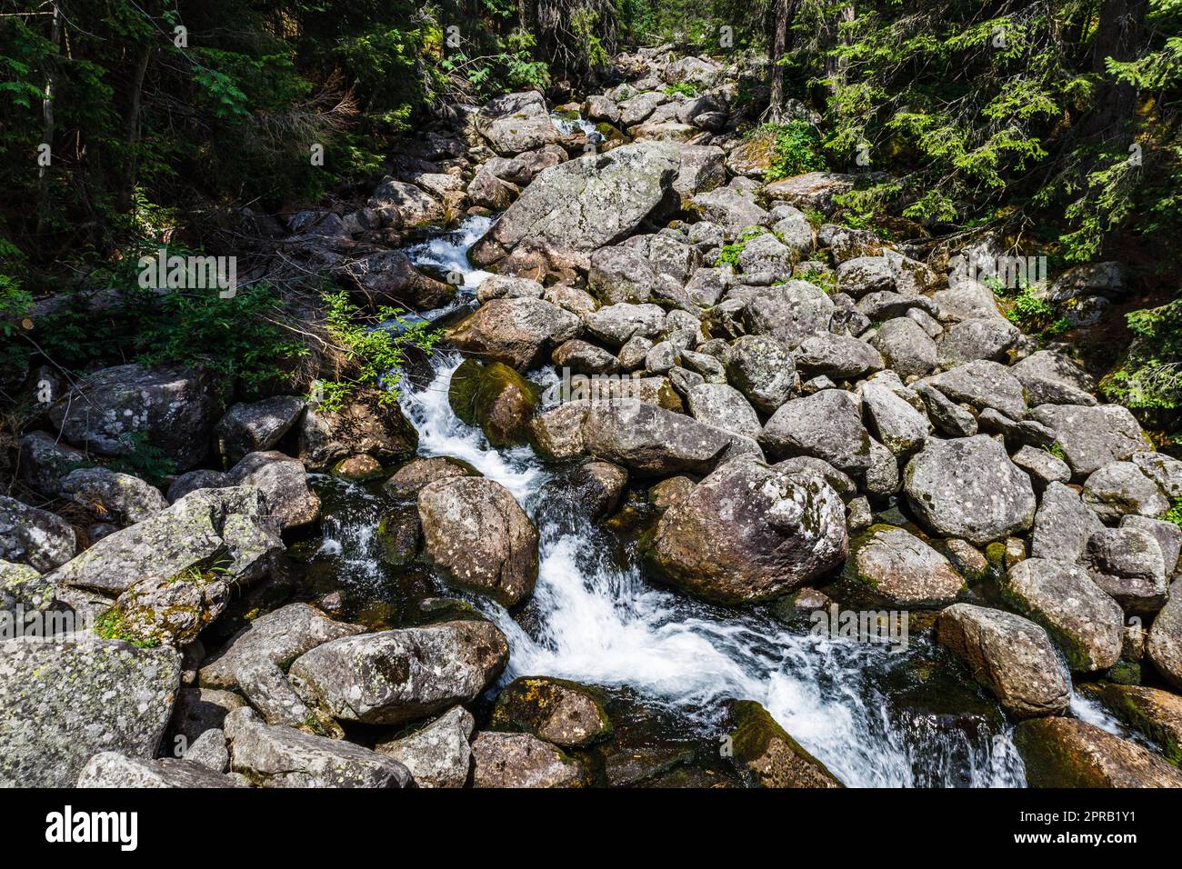 Fiume di montagna al Parco Nazionale degli alti Tatra Foto Stock