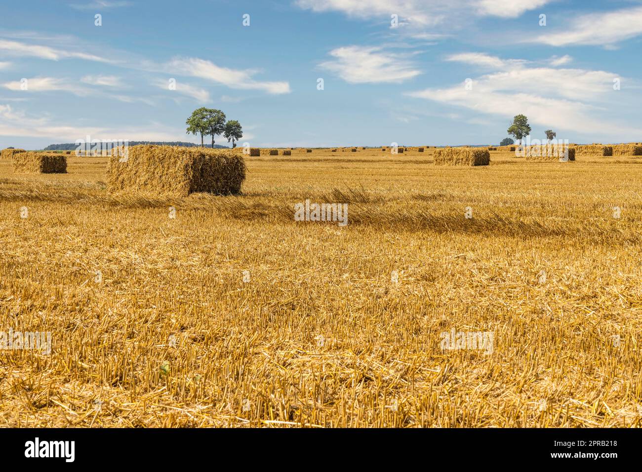 Campo agricolo dopo il raccolto con grandi balle di fieno in un campo di grano Foto Stock