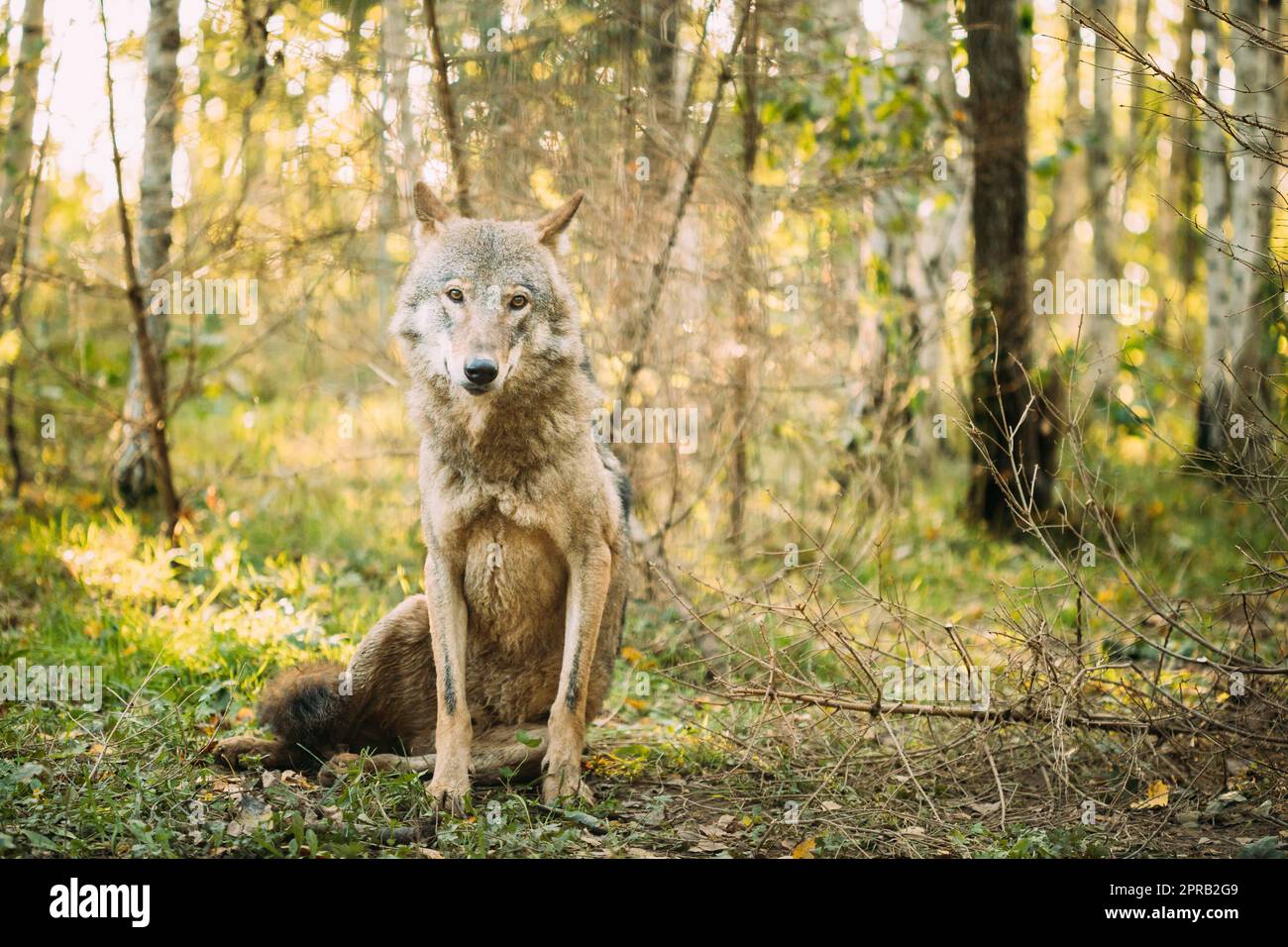 Bielorussia. Wolf, Canis Lupus, Grey Wolf, Grey Wolf seduti all'aperto nel giorno d'autunno. Verticale Foto Stock