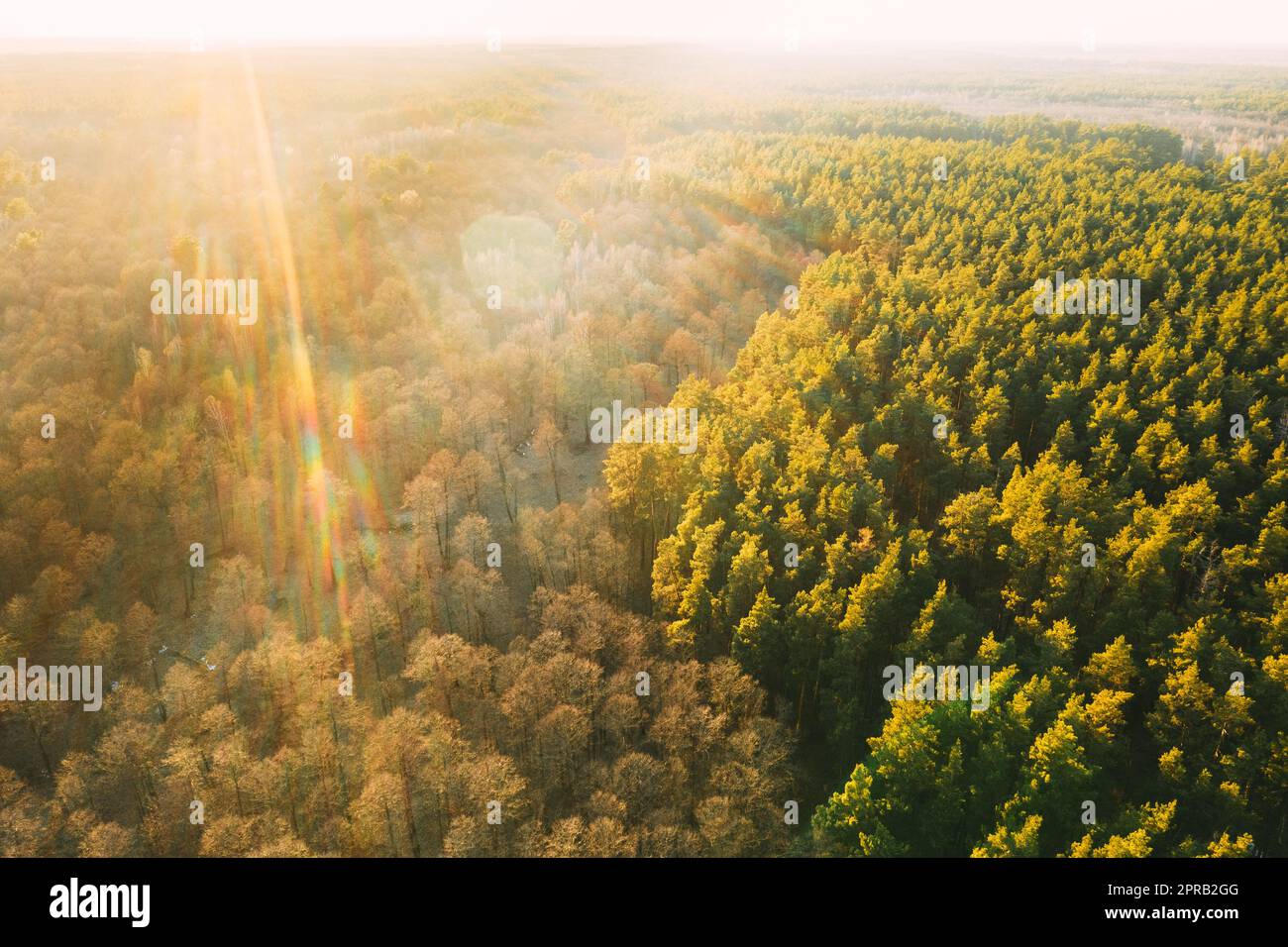Vista aerea di alberi decidui senza foglie di fogliame e foresta di pini verdi nel paesaggio durante il tramonto all'inizio della primavera. Vista dall'alto da Attitude. Vista dei boschi europei in stile drone a Springtime Foto Stock