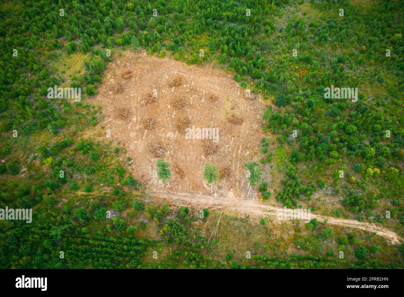 Vista aerea sopraelevata Green Forest Deforestation area Landscape. Vista dall'alto di Fallen Woods Trunks e Growing Forest. Natura europea da alto atteggiamento in estate Foto Stock