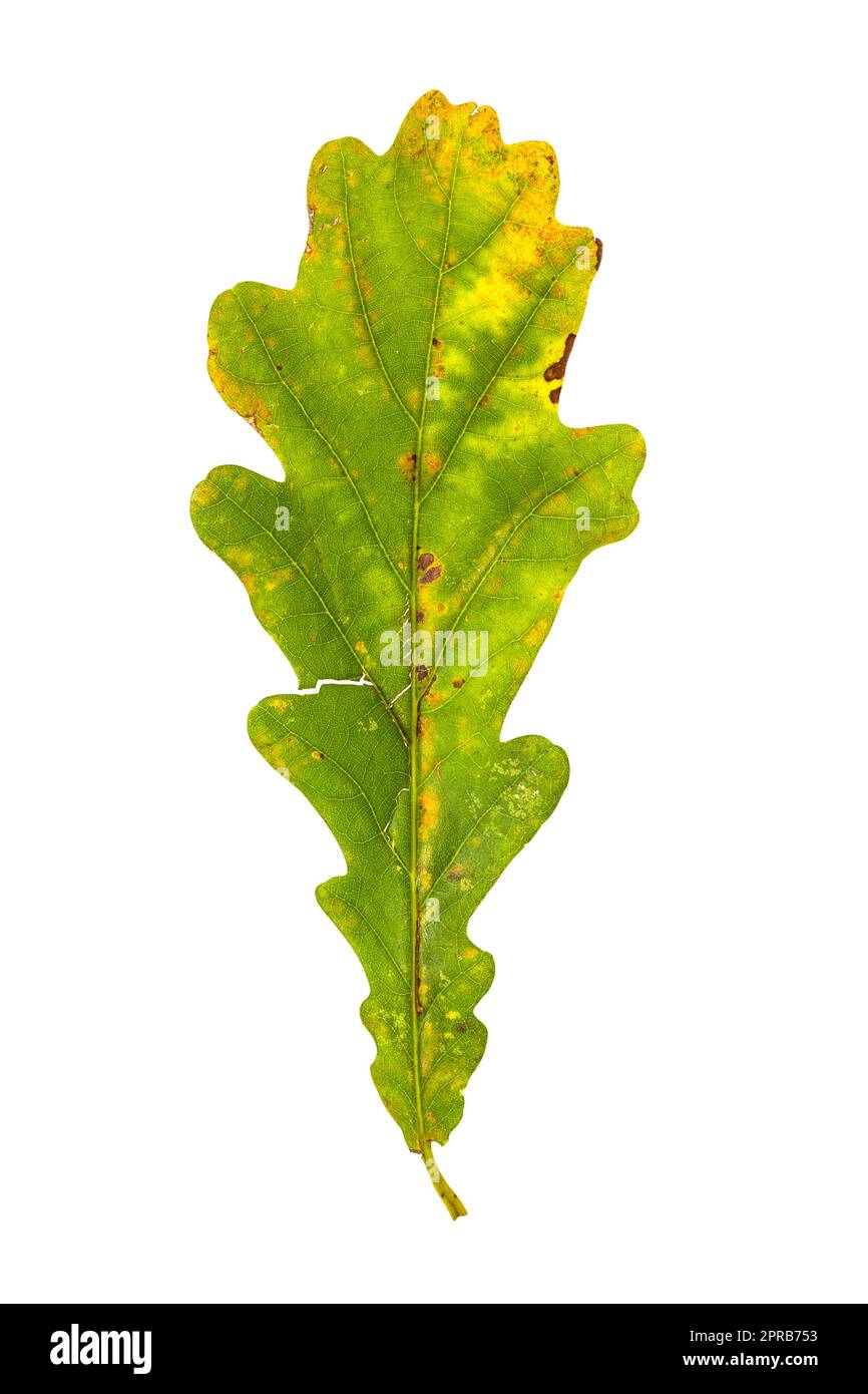 Autunno foglie di quercia isolati su sfondo bianco Foto Stock