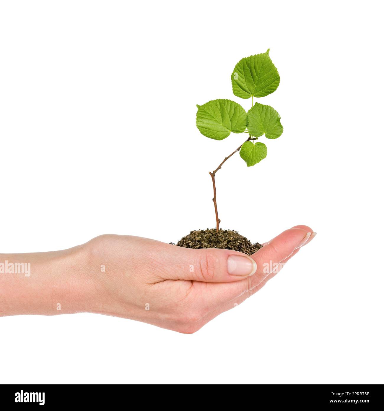 Mano femmina che tiene terreno e albero giovane Foto Stock