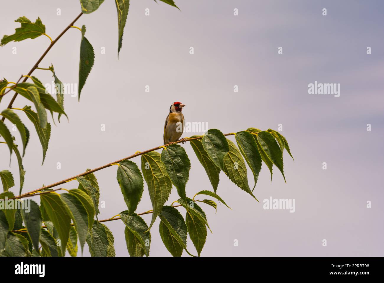un goldfinch su una filiale Foto Stock