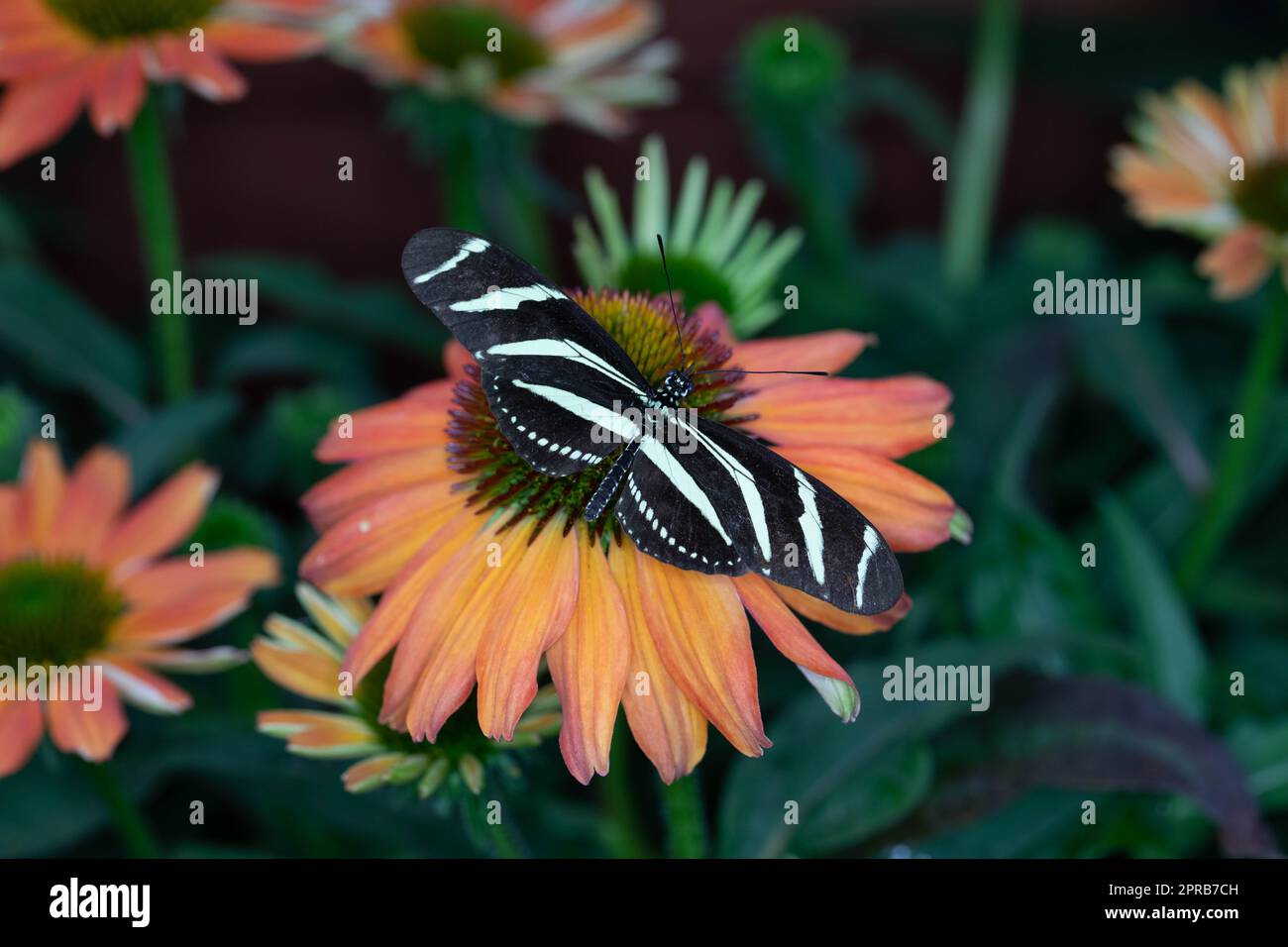 farfalla esotica colorata sui fiori Foto Stock