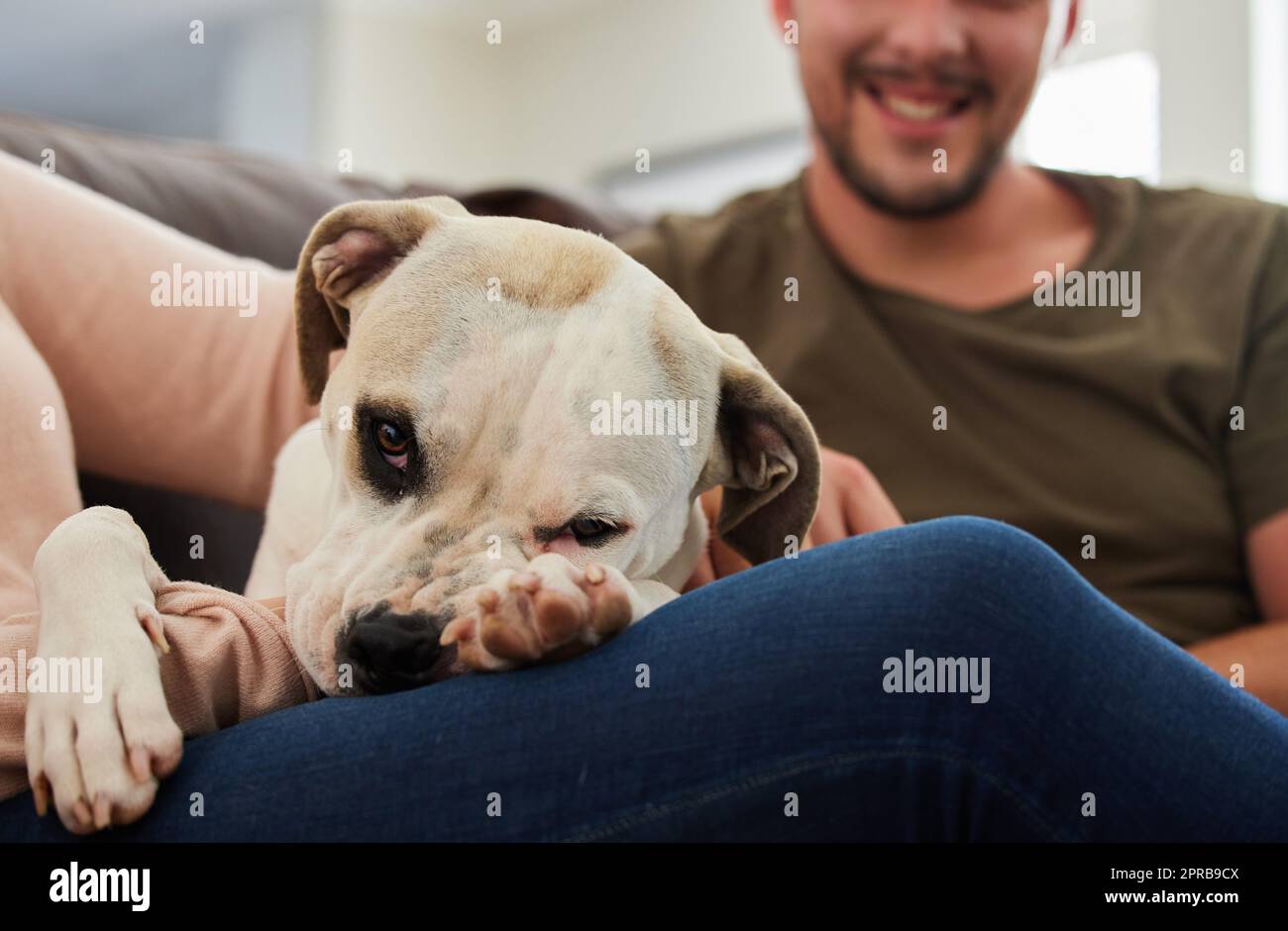 Theres realmente nessun posto come casa. Un cane che si siede a casa con i suoi genitori umani. Foto Stock